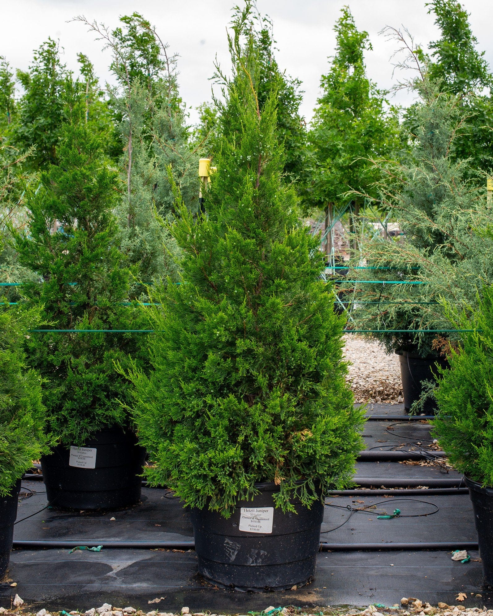 Hetzii Juniper