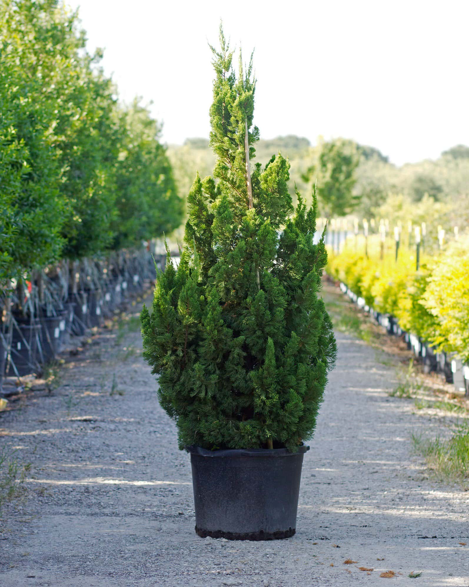 Hollywood Juniper - Main Image