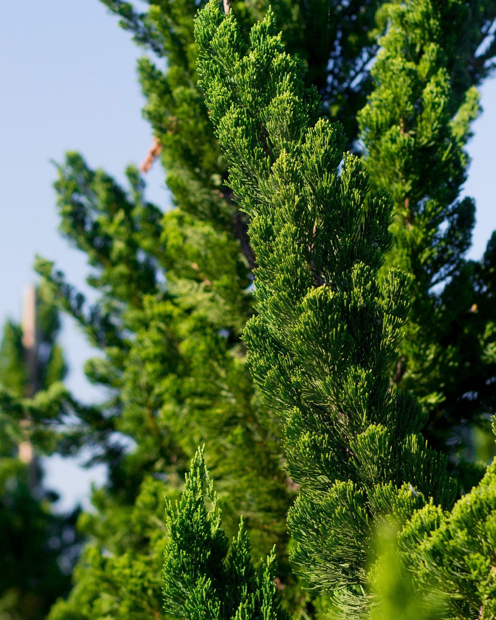 Hollywood Juniper - view 2