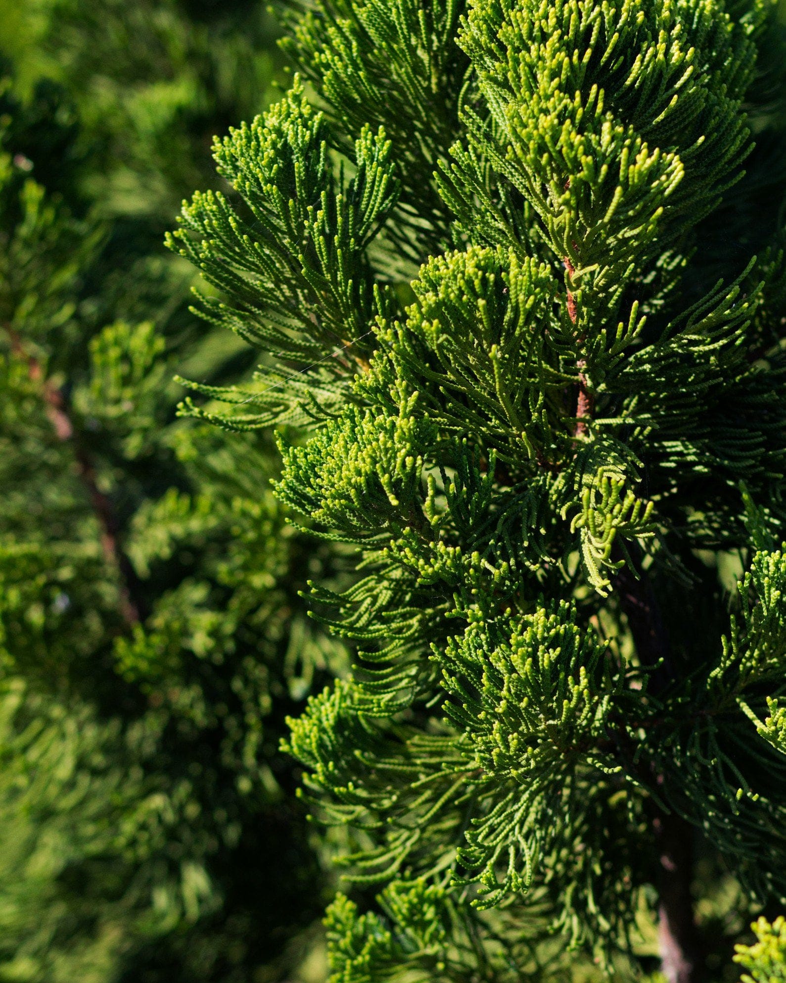 Hollywood Juniper - view 3