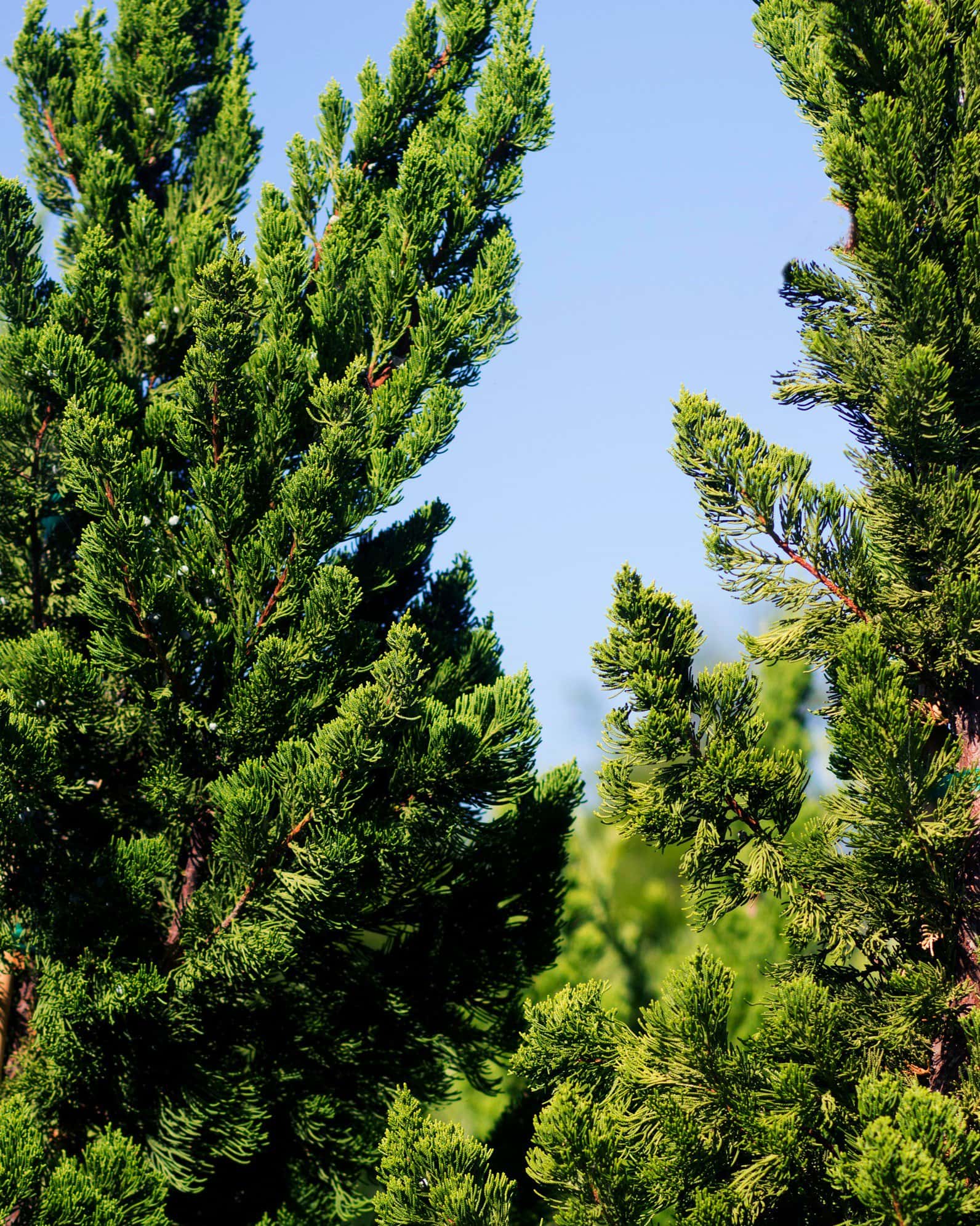 Hollywood Juniper - Image 3