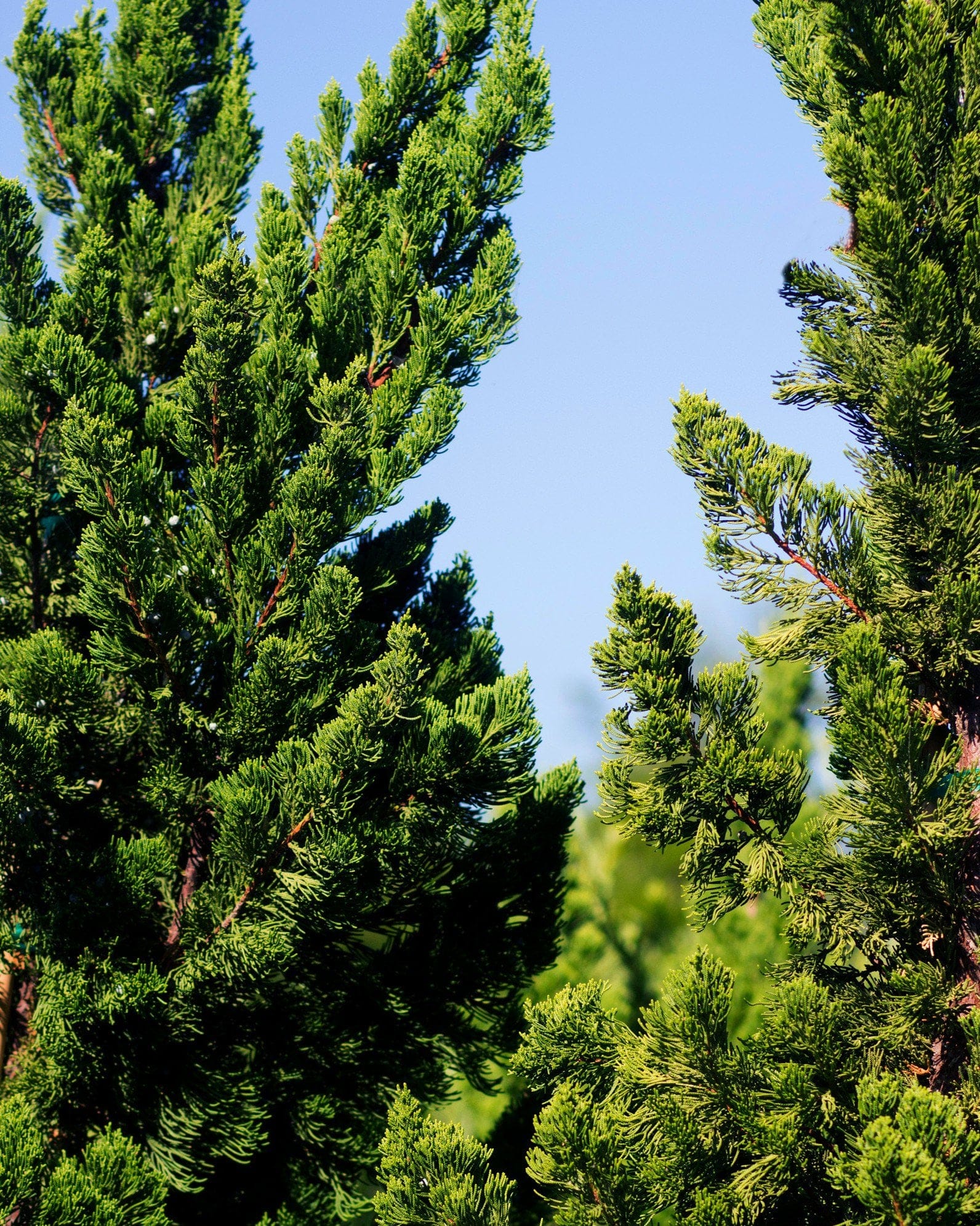 Hollywood Juniper - view 4