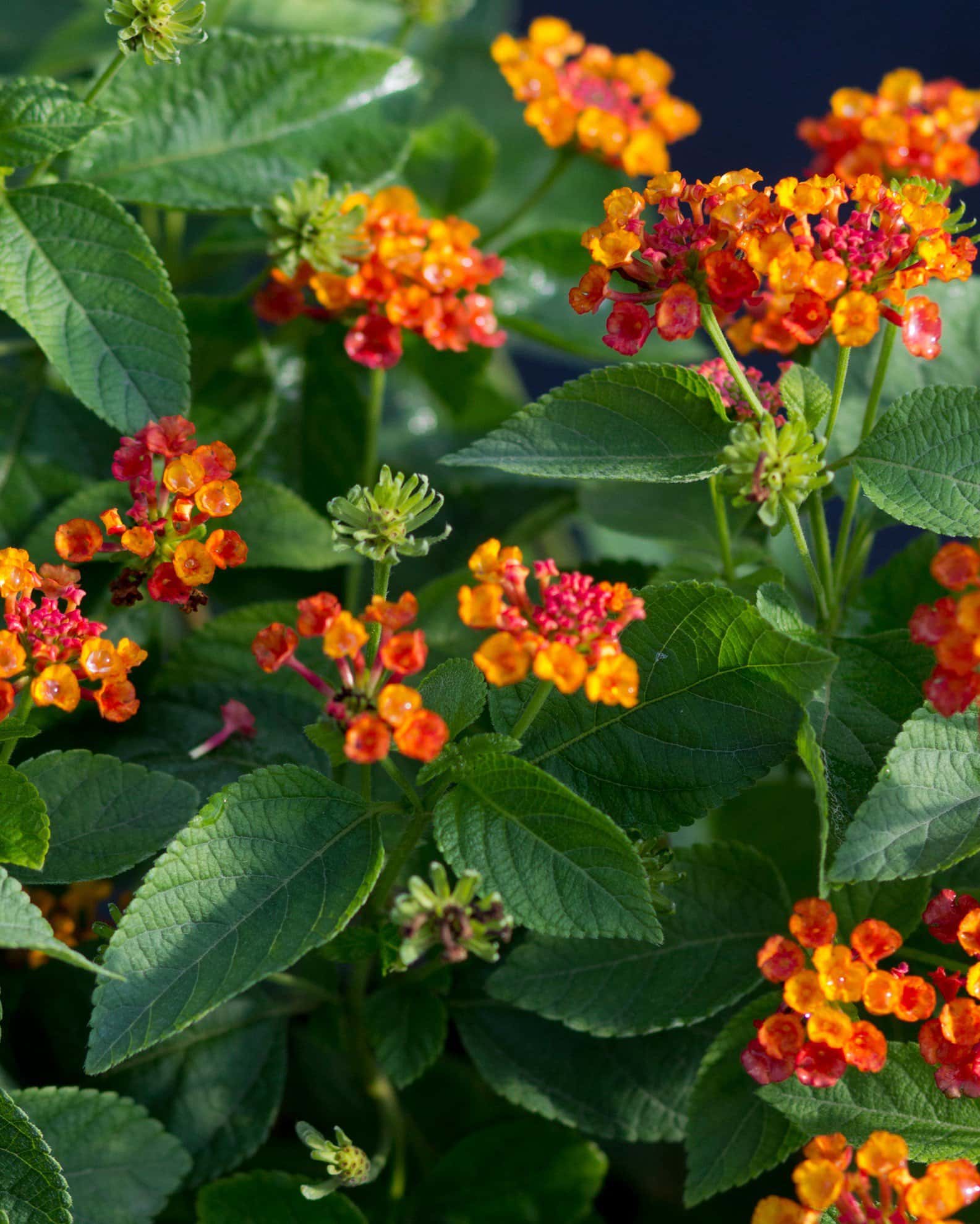 Hot Blooded Lantana - Main Image