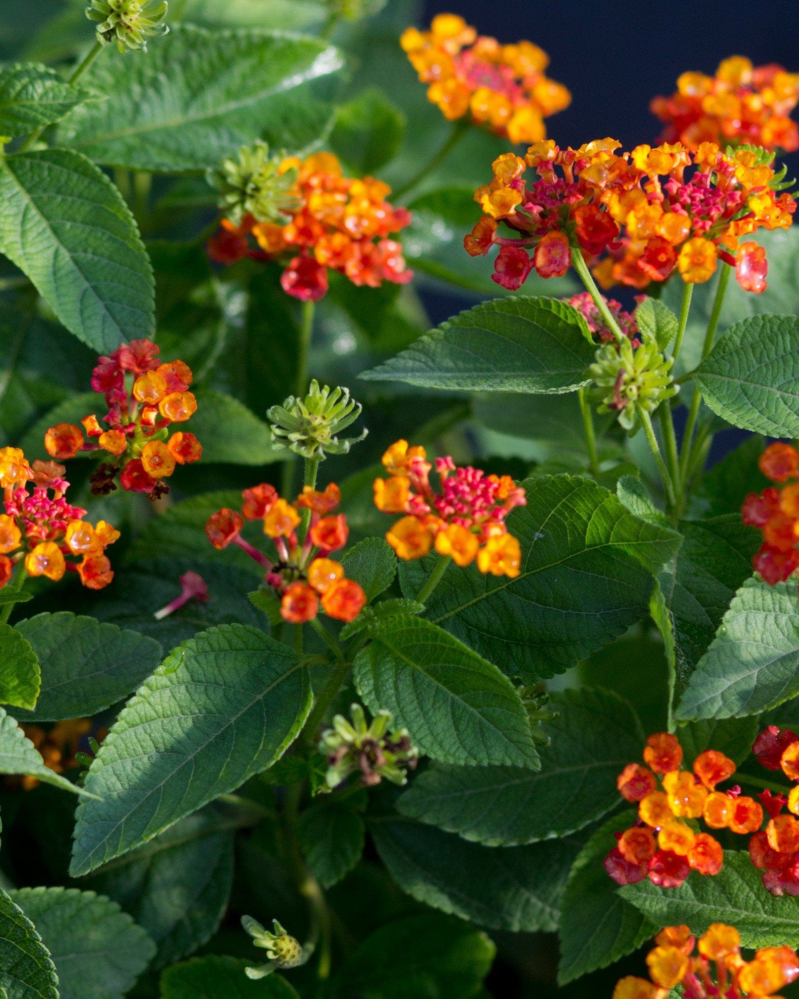 Hot Blooded Lantana