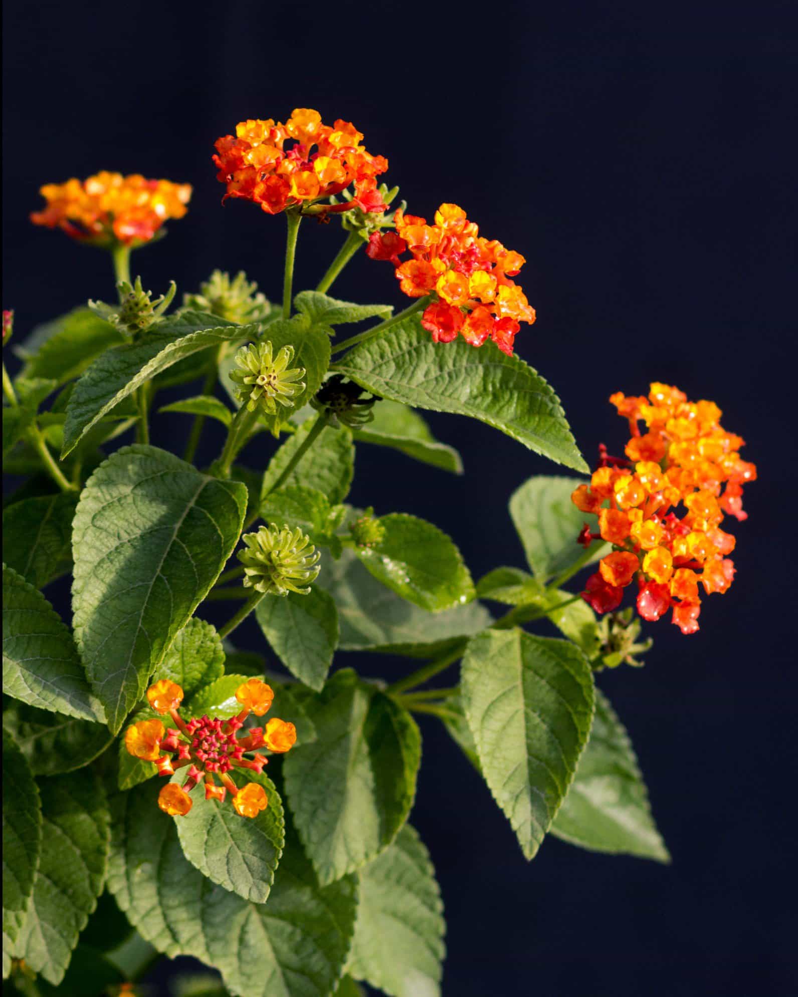 Hot Blooded Lantana - view 2