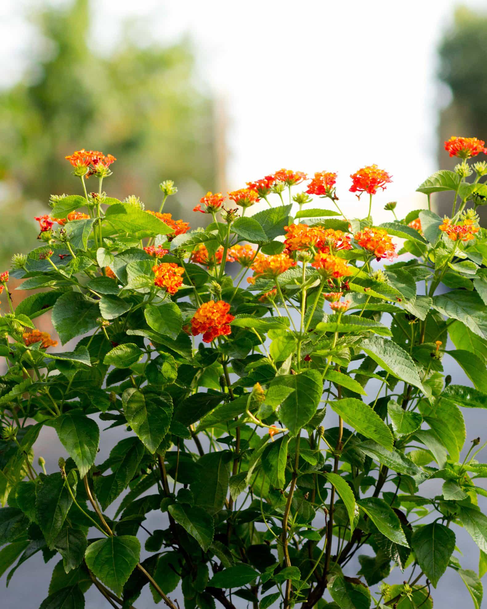 Hot Blooded Lantana - view 3