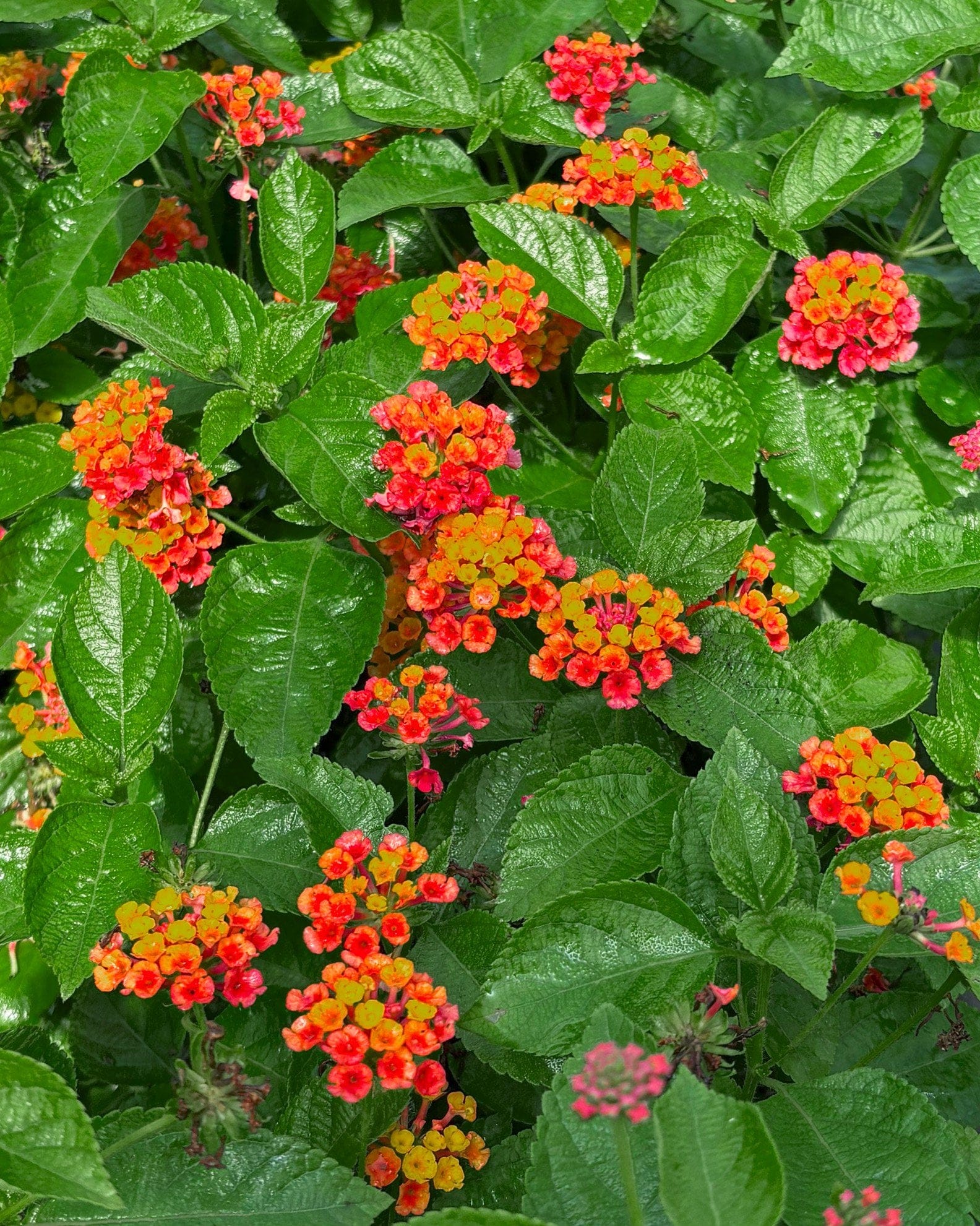 Hot Blooded Lantana - view 4