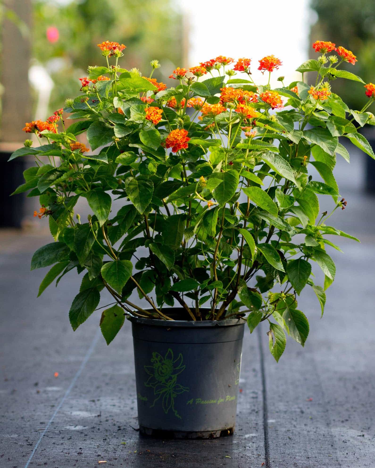 Hot Blooded Lantana - view 5