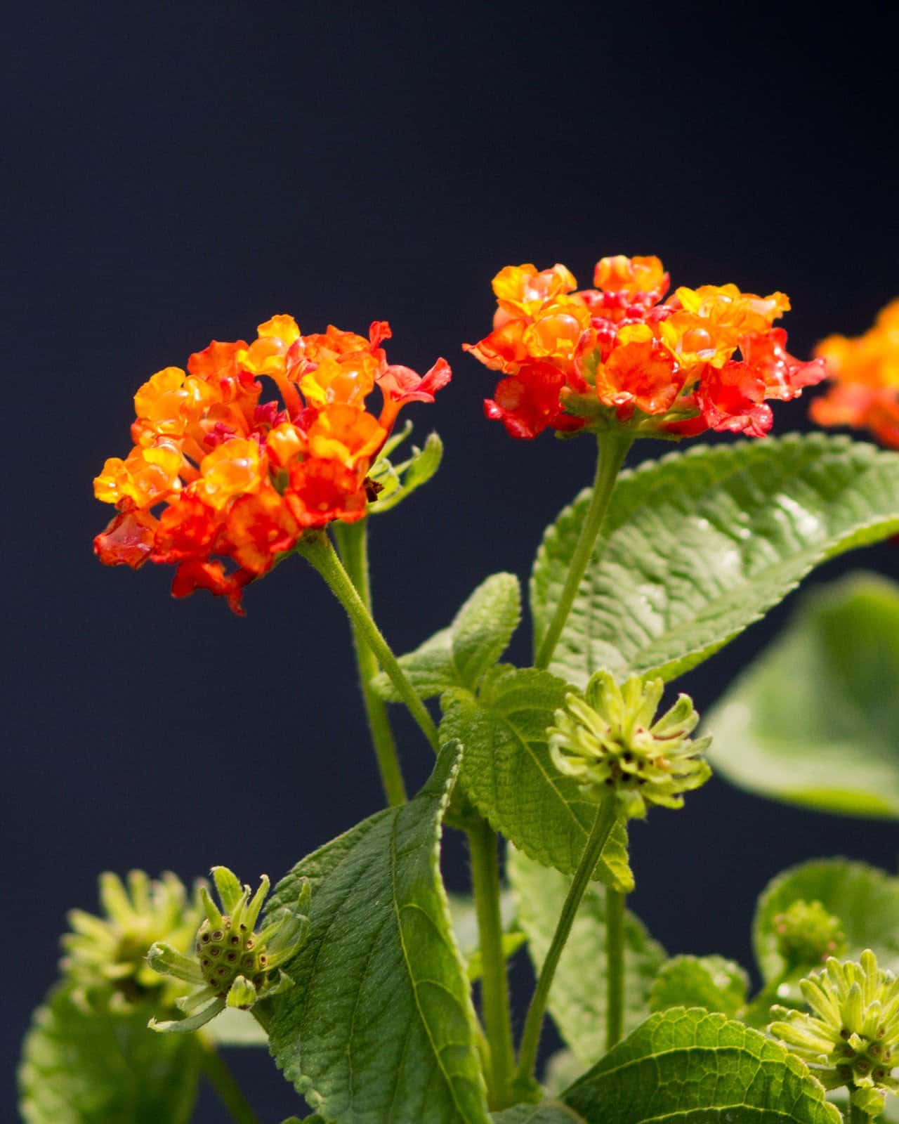 Hot Blooded Lantana - Image 6