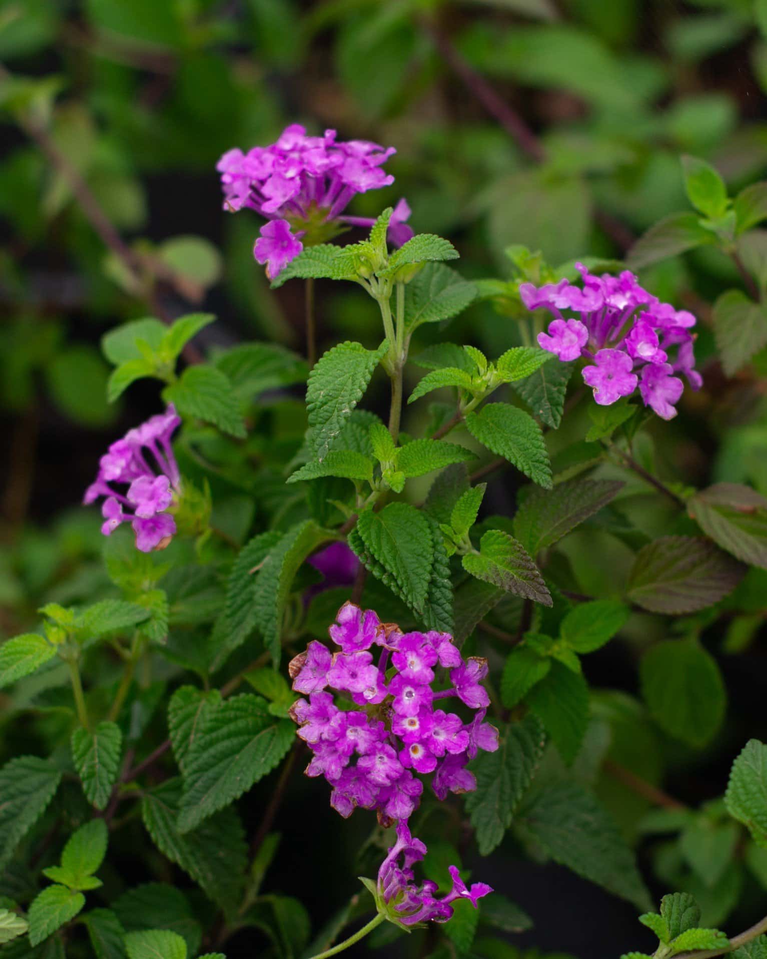 Purple Trailing Lantana - Main Image