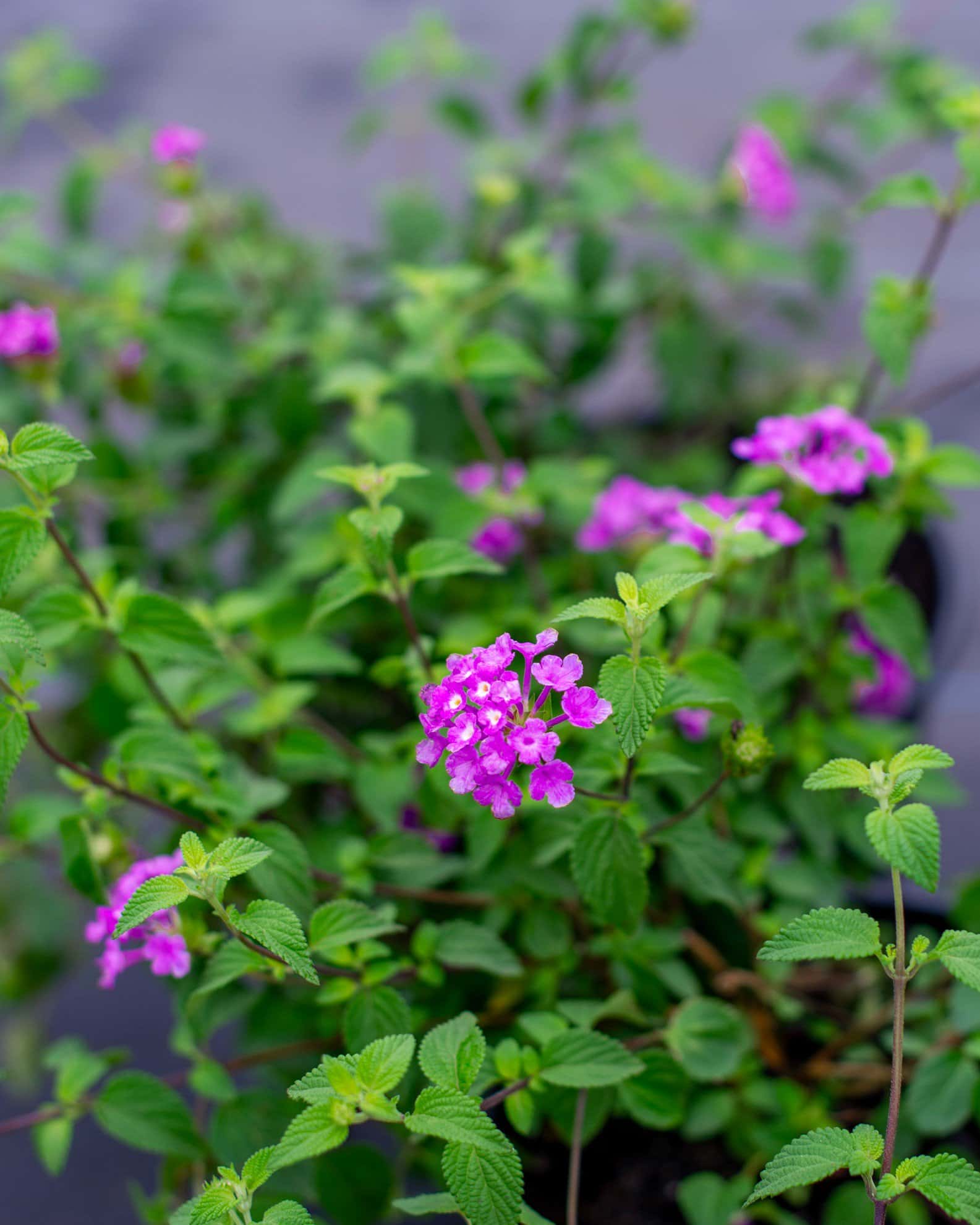 Purple Trailing Lantana - Image 2