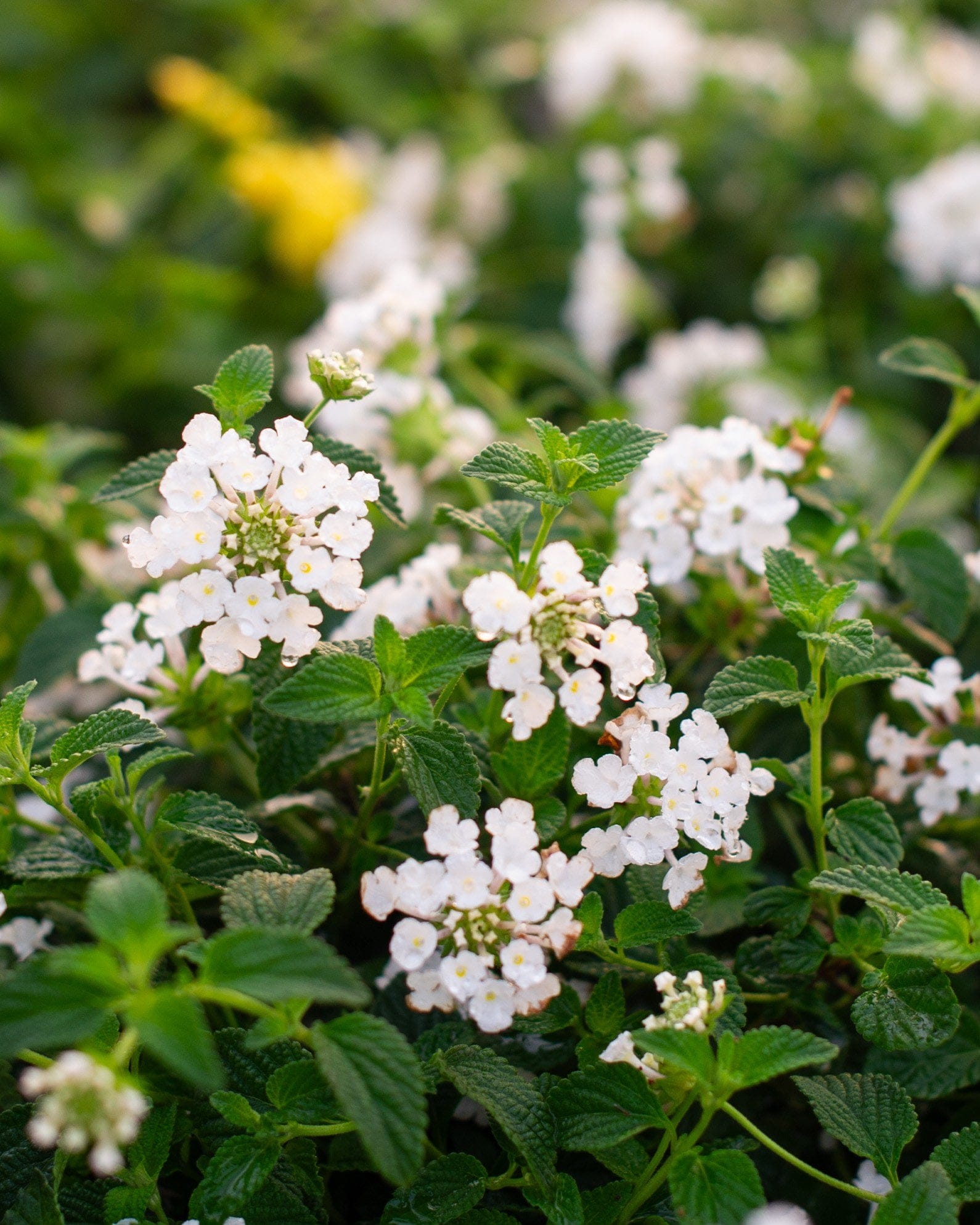 White Trailing Lantana