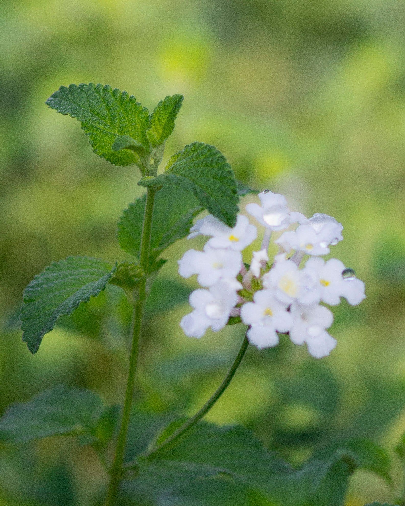 White Trailing Lantana - view 2