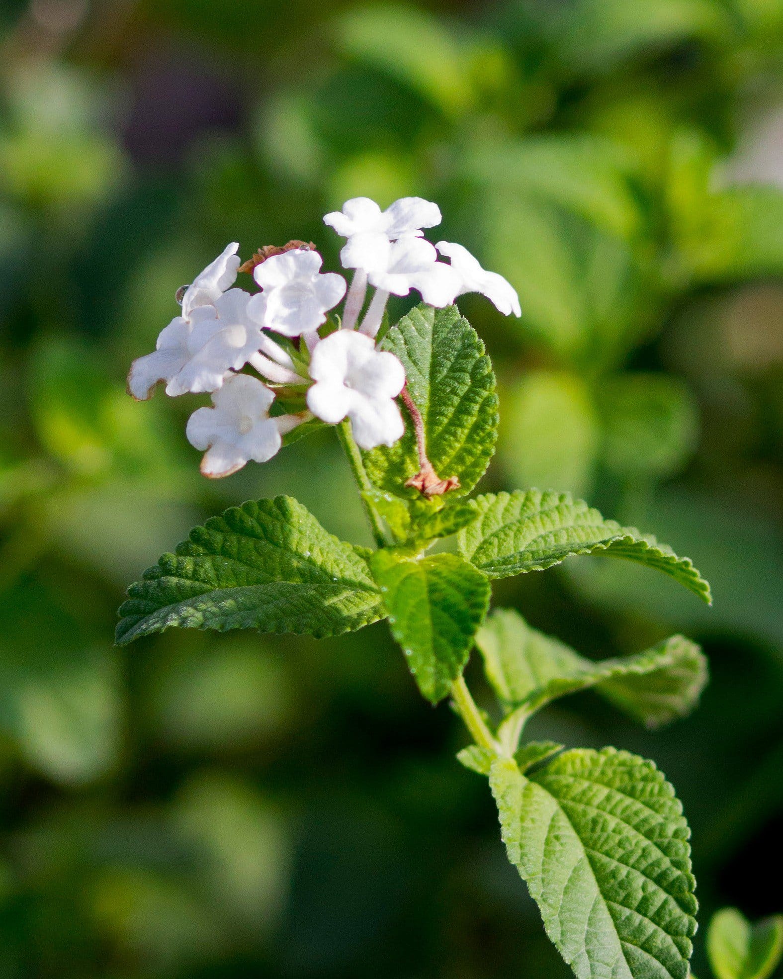 White Trailing Lantana - view 3