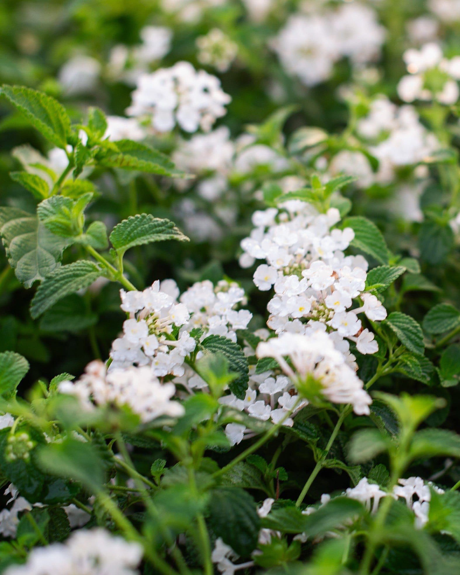 White Trailing Lantana - view 4