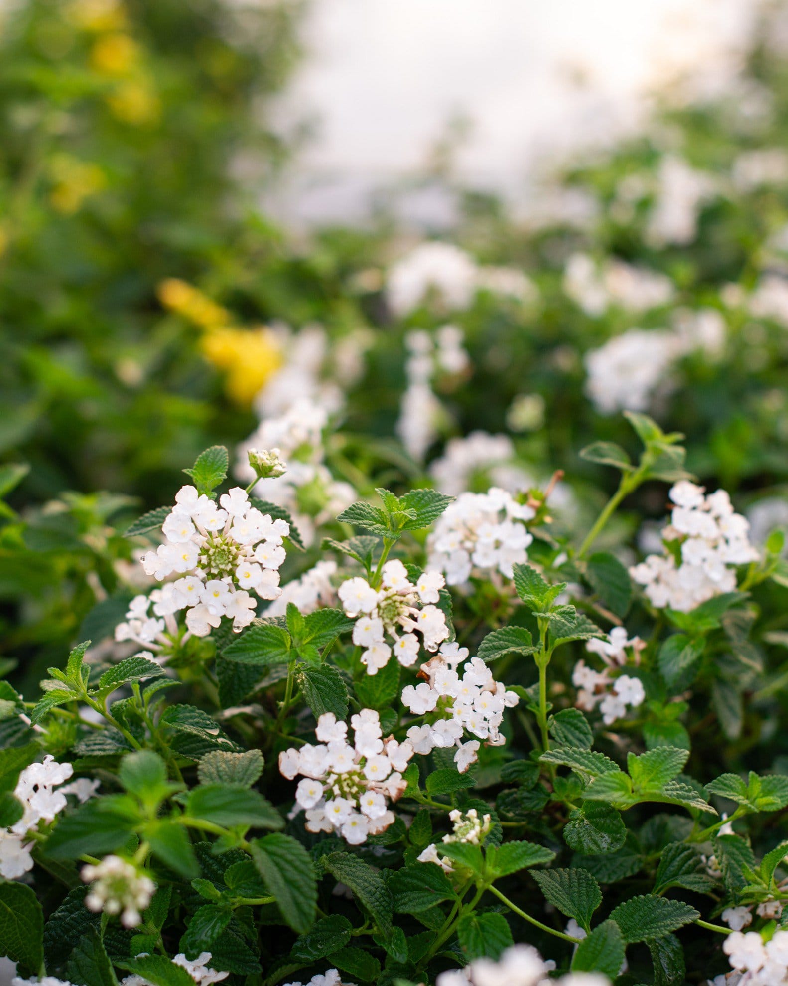 White Trailing Lantana - view 5