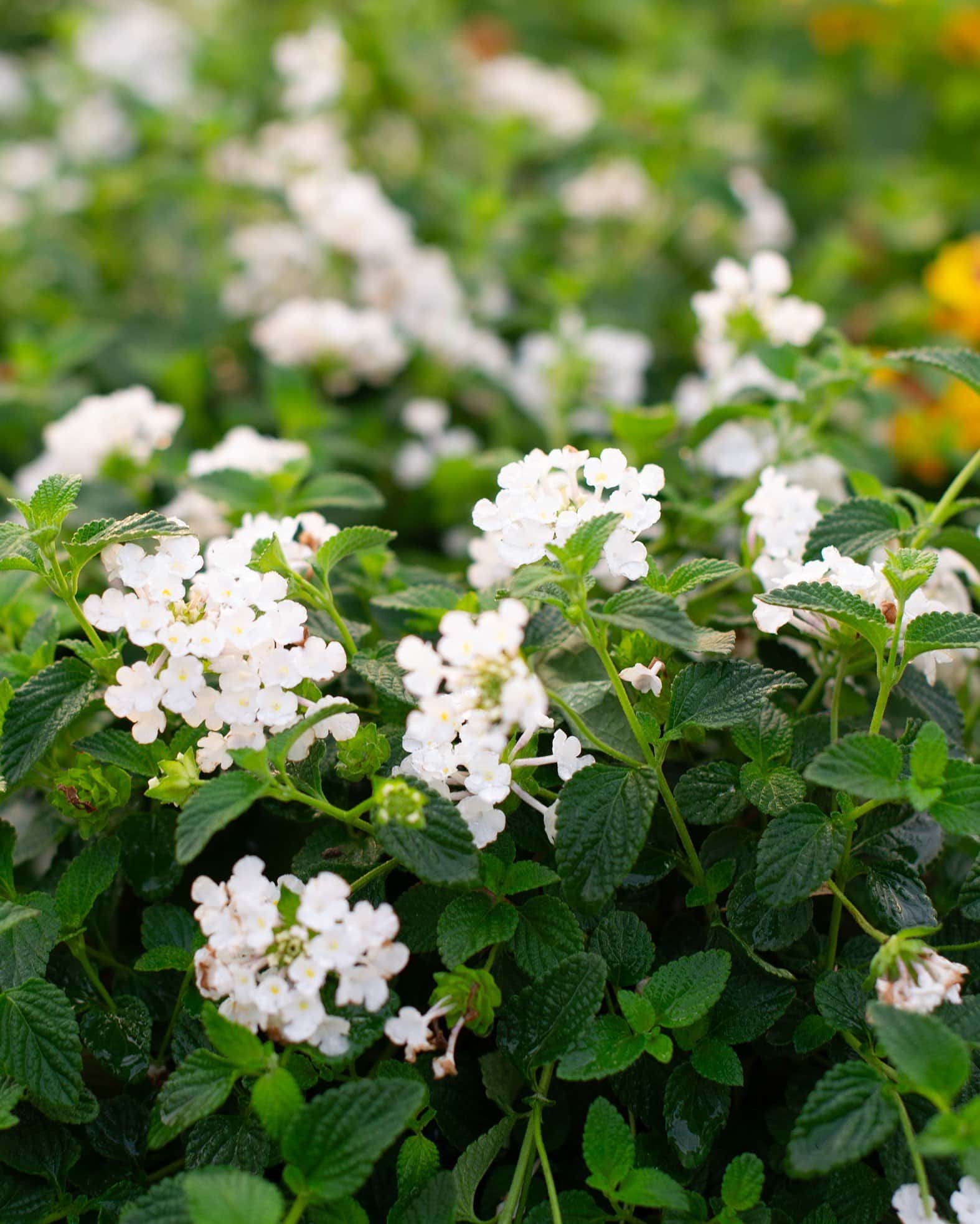 White Trailing Lantana - Image 5