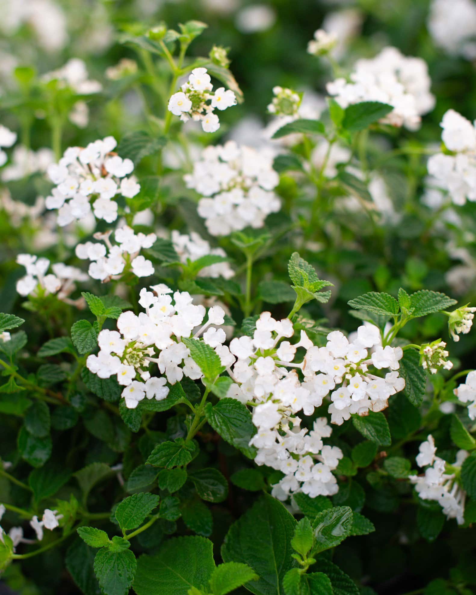 White Trailing Lantana - Image 6