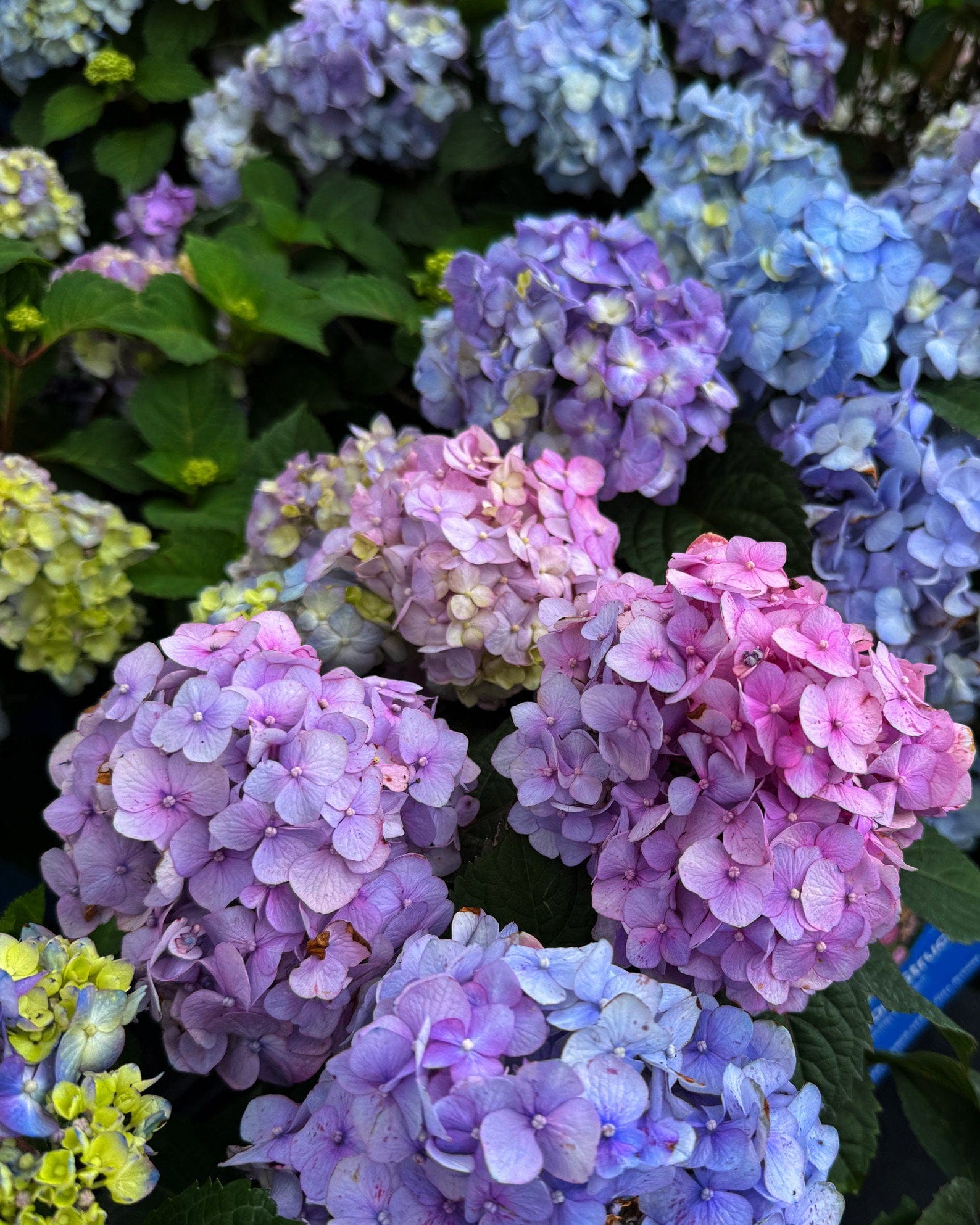 Hydrangea BloomStruck