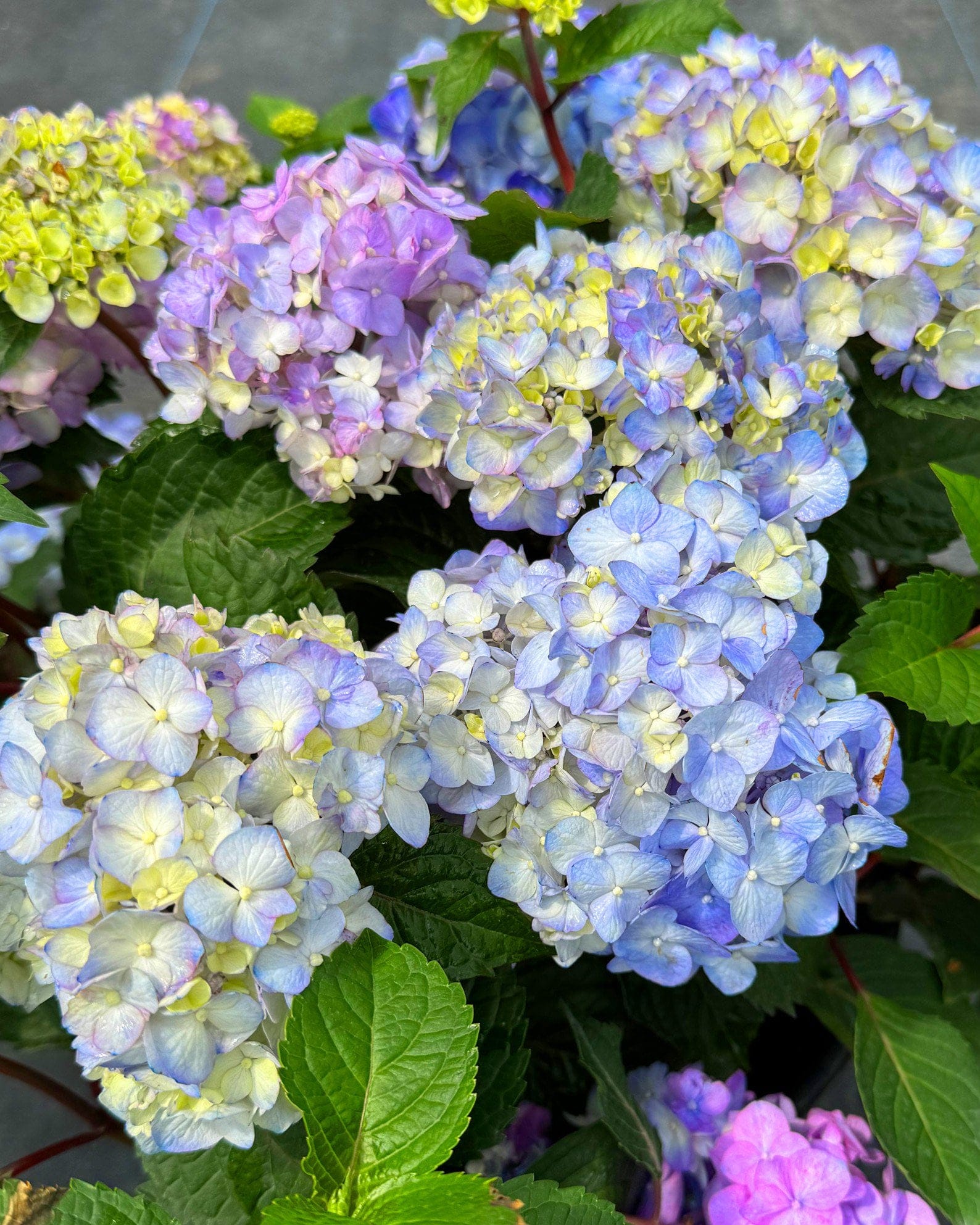 Hydrangea BloomStruck - view 2
