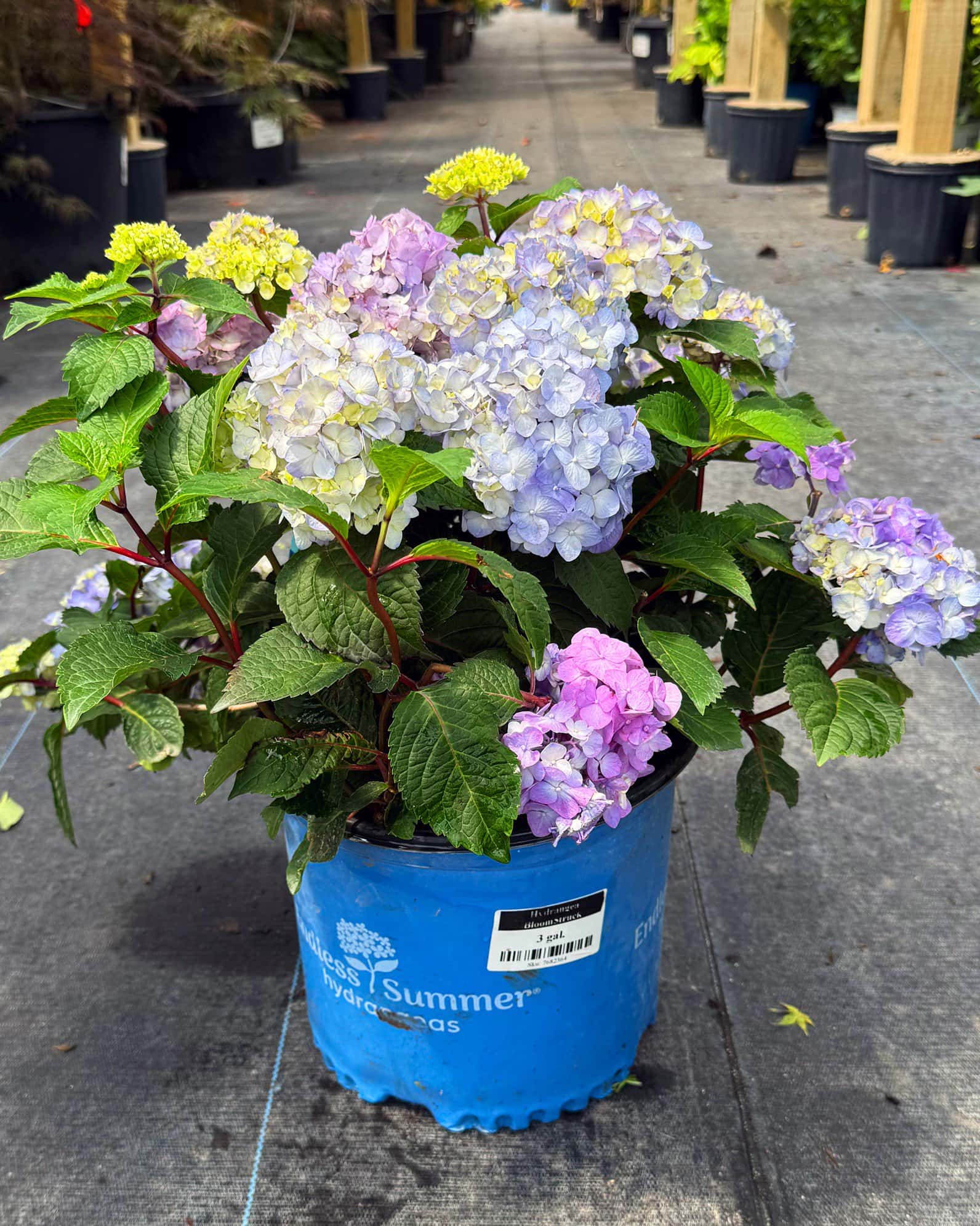 Hydrangea BloomStruck - Image 2
