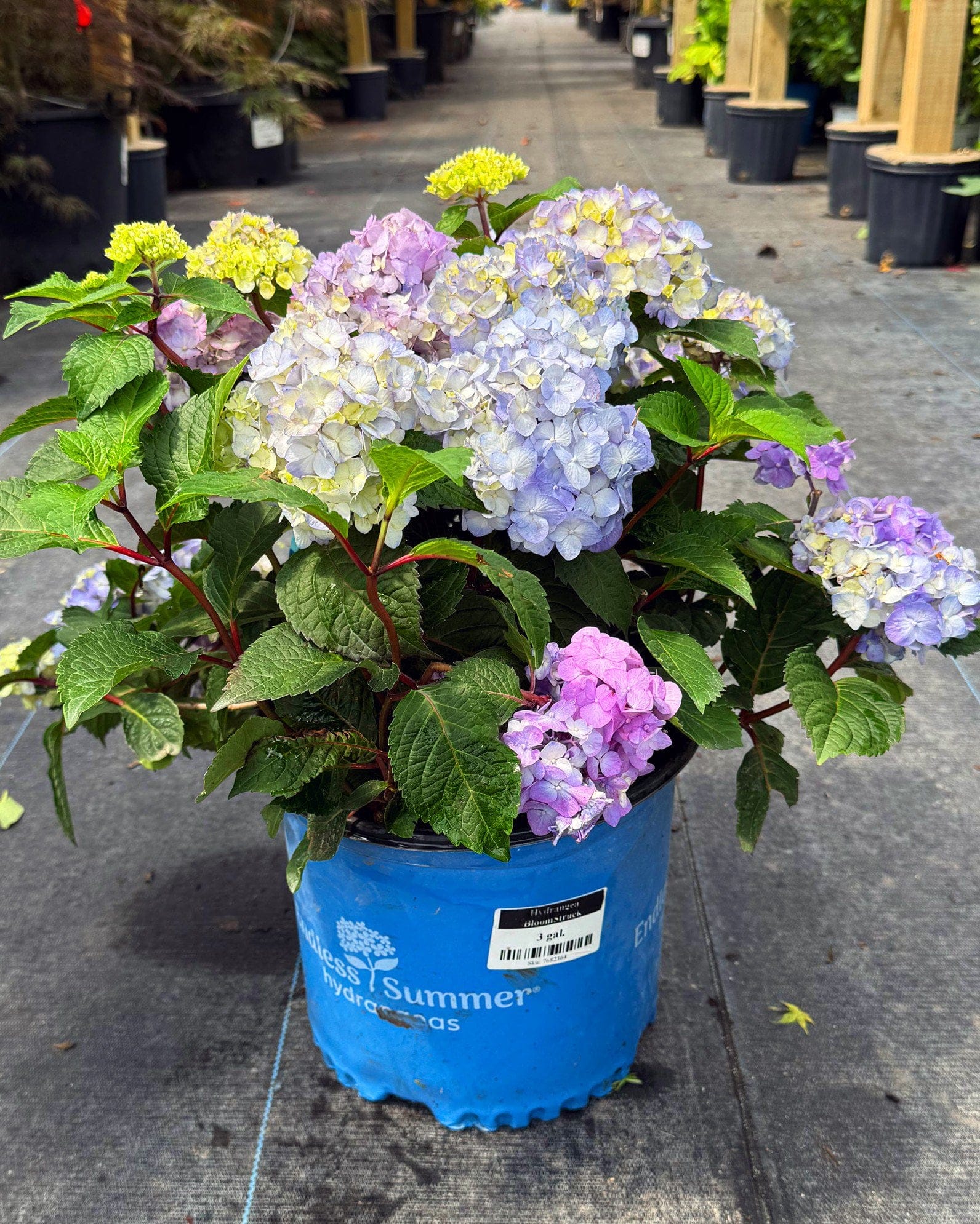 Hydrangea BloomStruck - view 3