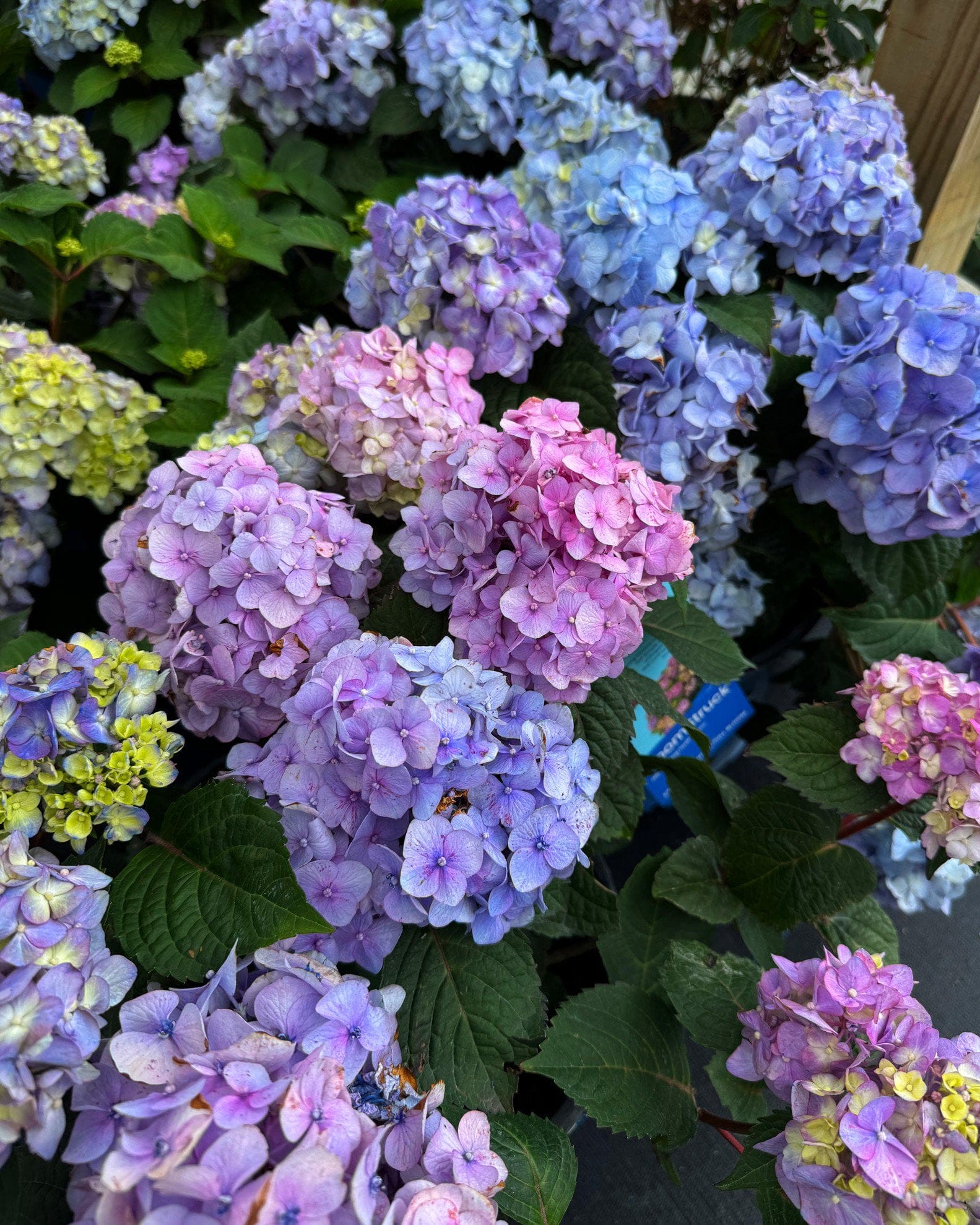 Hydrangea BloomStruck - view 4