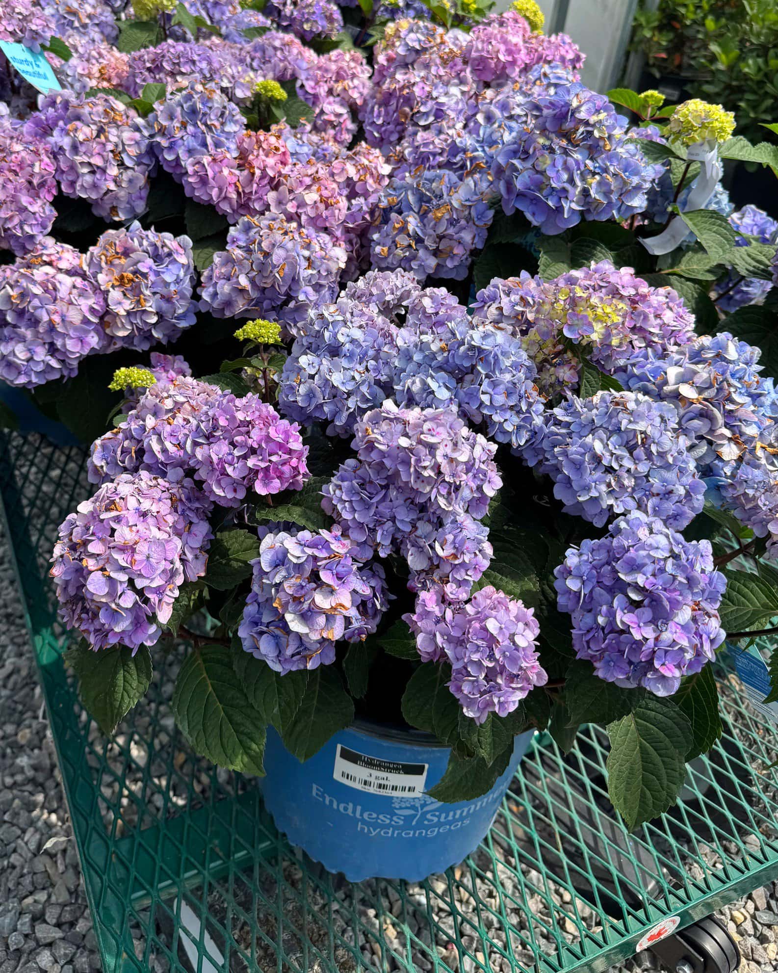 Hydrangea BloomStruck - Image 4