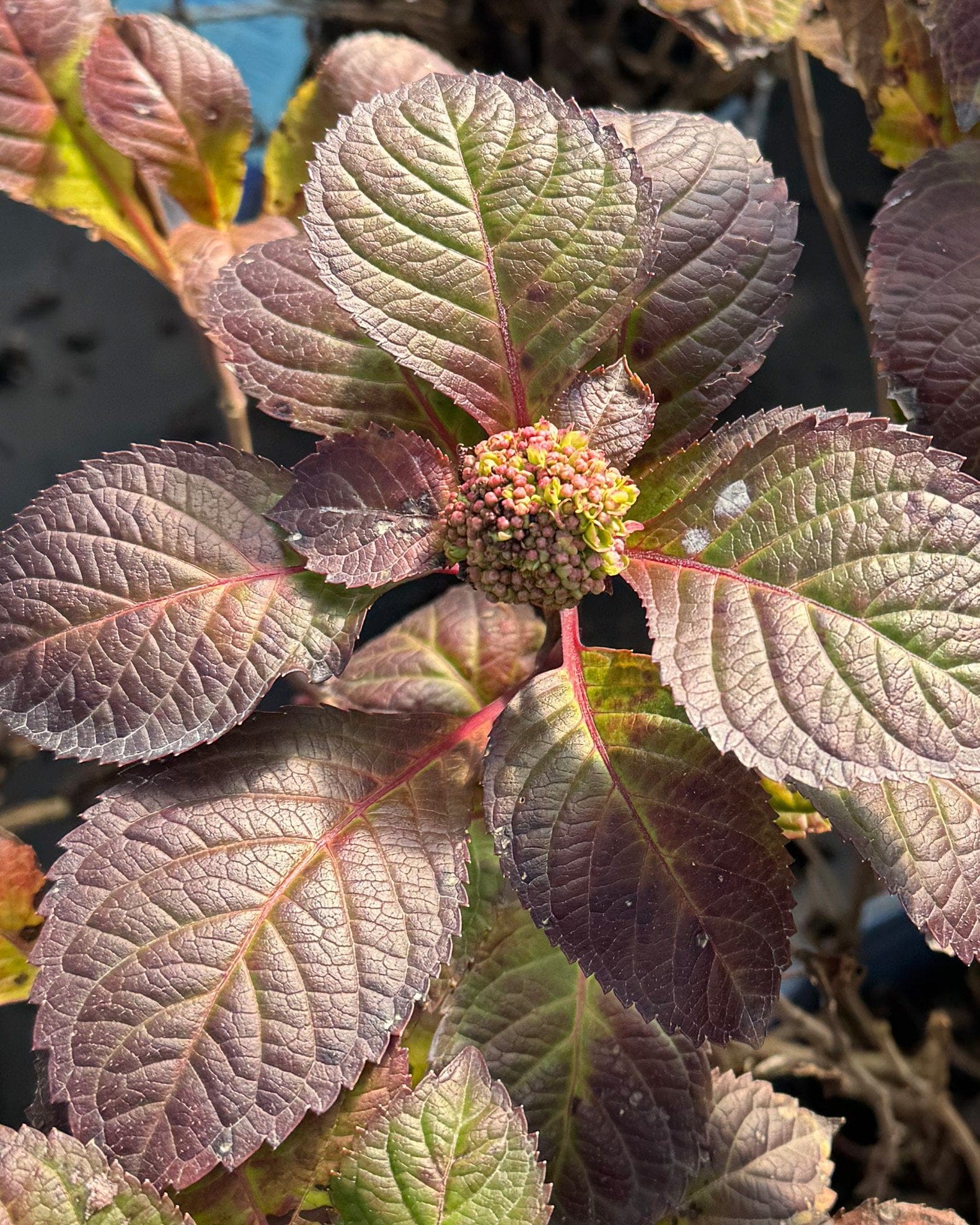 Hydrangea BloomStruck - view 5