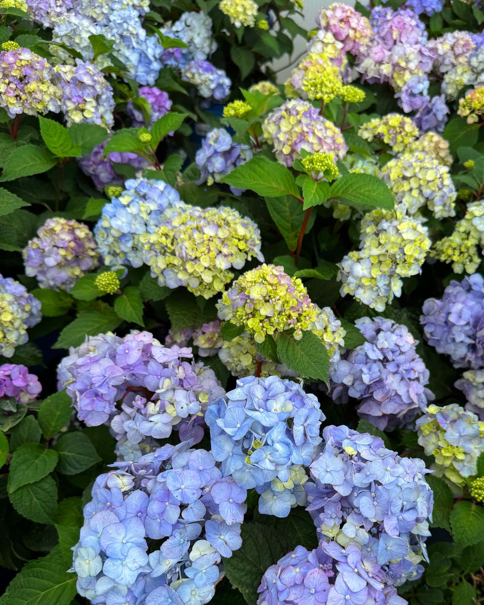 Hydrangea BloomStruck - Image 6