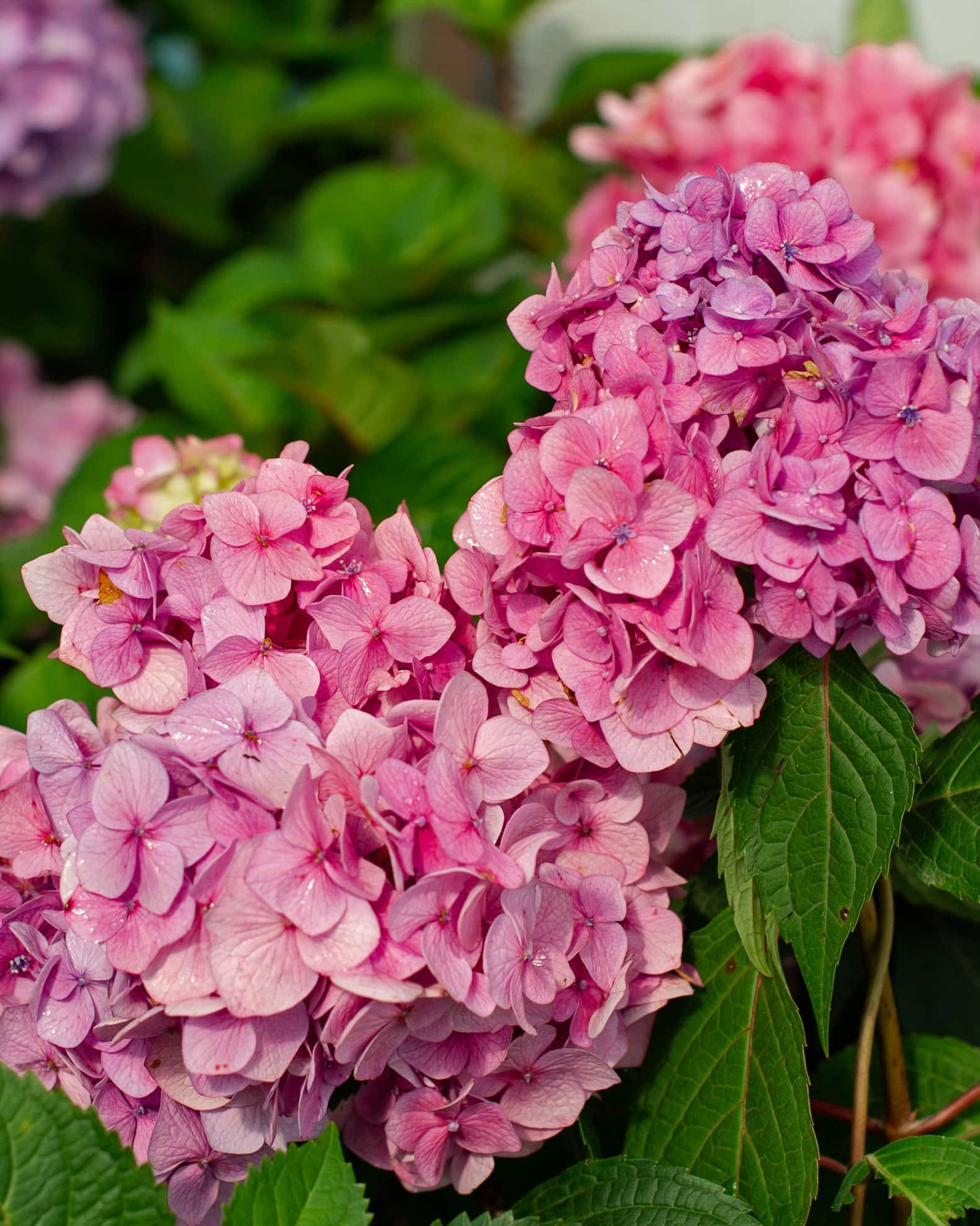 Hydrangea BloomStruck - Image 7