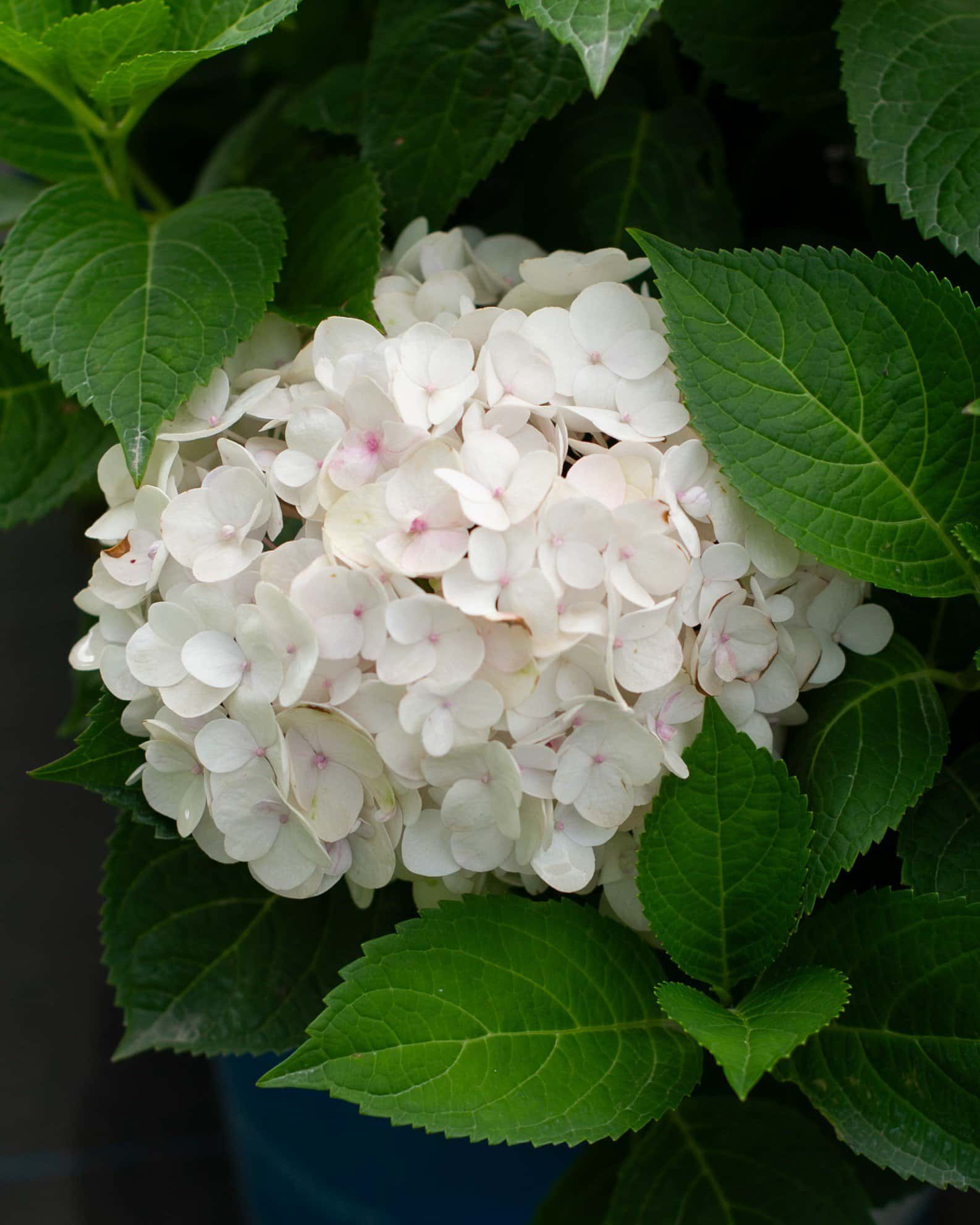 Hydrangea Blushing Bride - Main Image