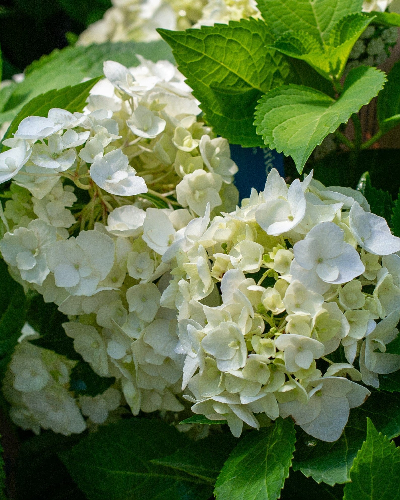 Hydrangea Blushing Bride - view 2