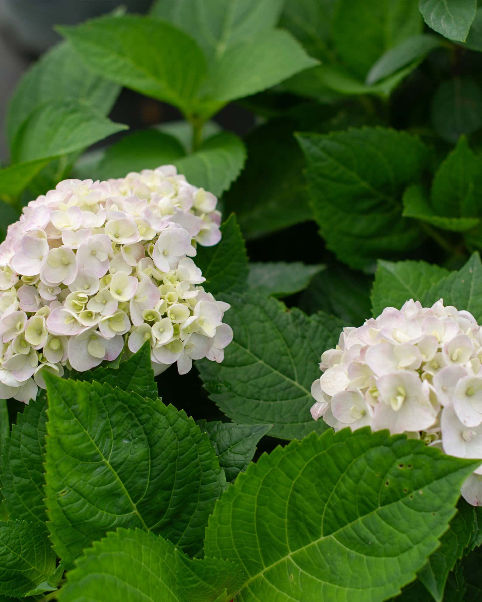 Hydrangea Blushing Bride - Image 2