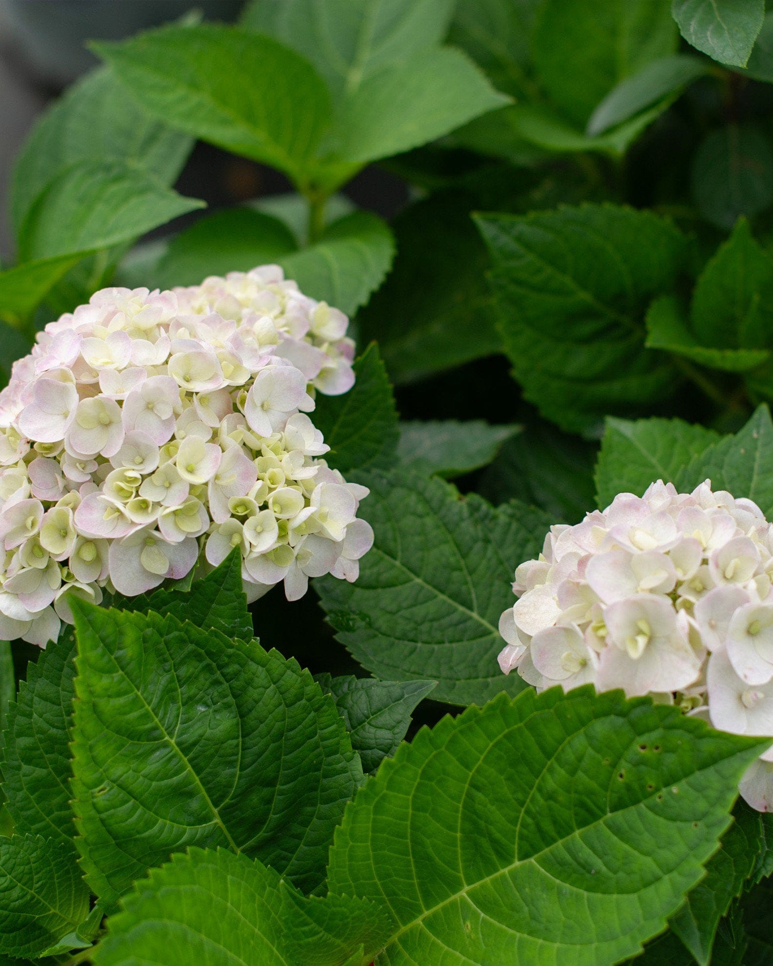 Hydrangea Blushing Bride - view 3