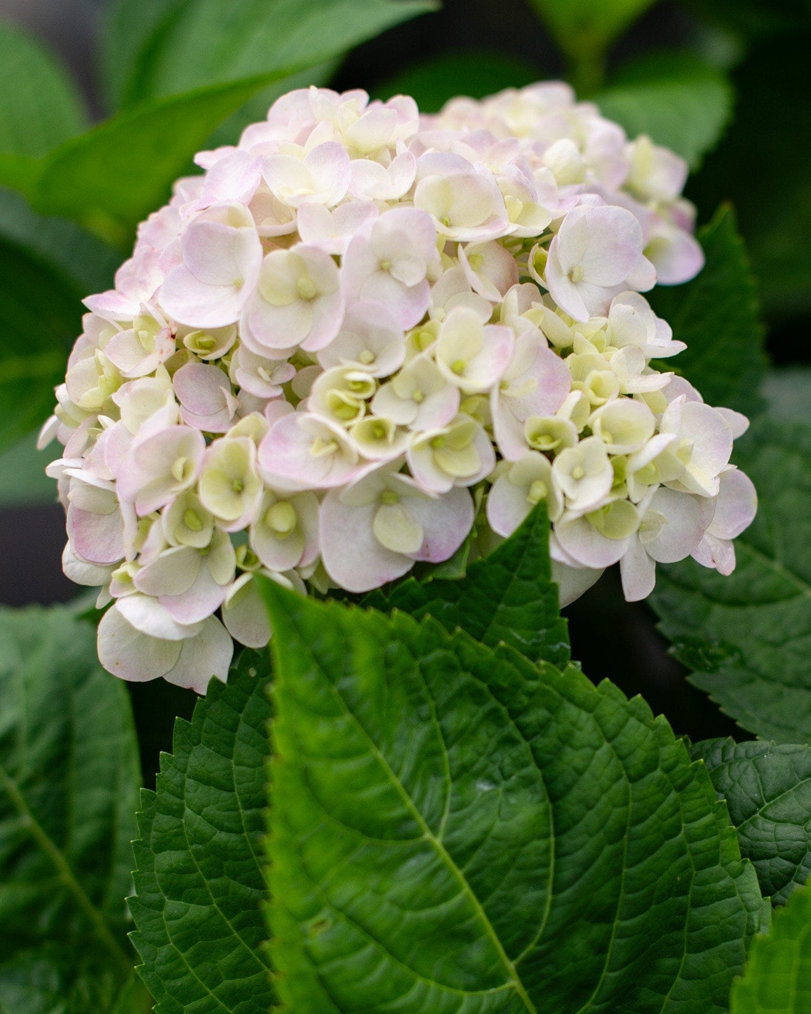 Hydrangea Blushing Bride - view 4