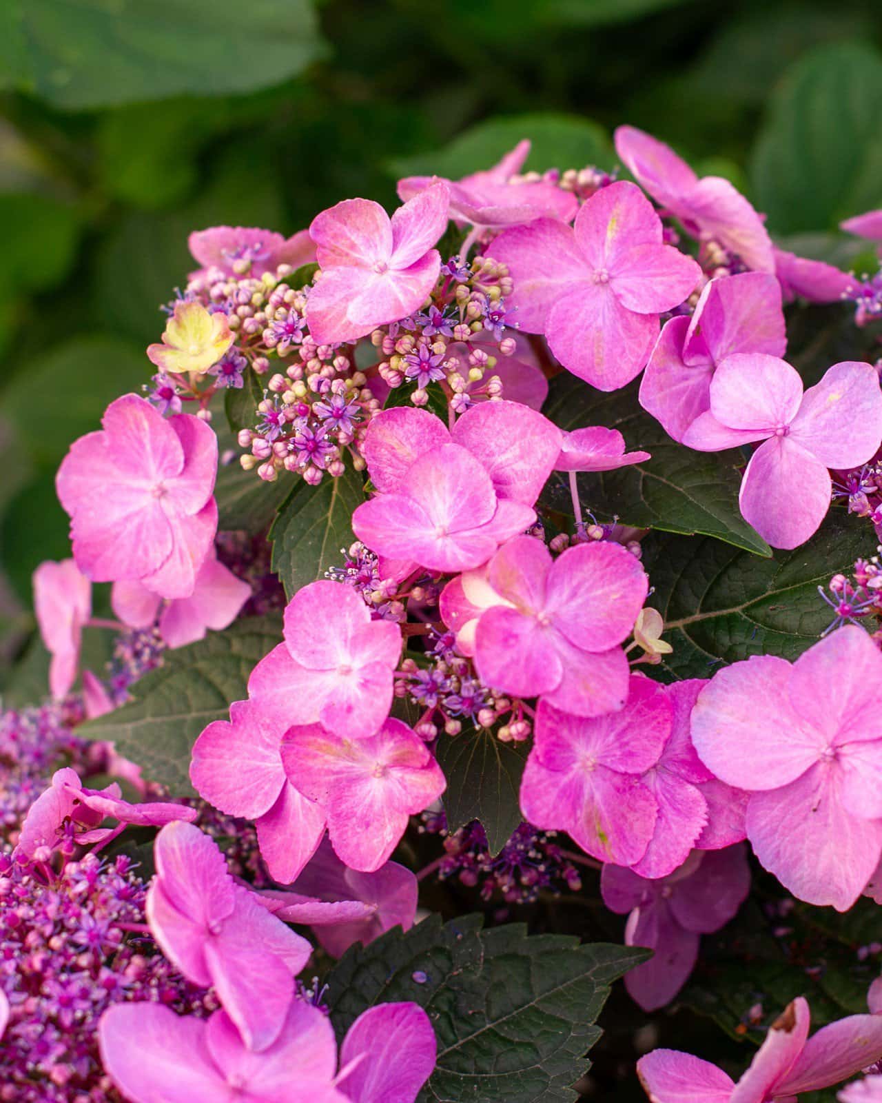 Hydrangea Pop Star - Main Image