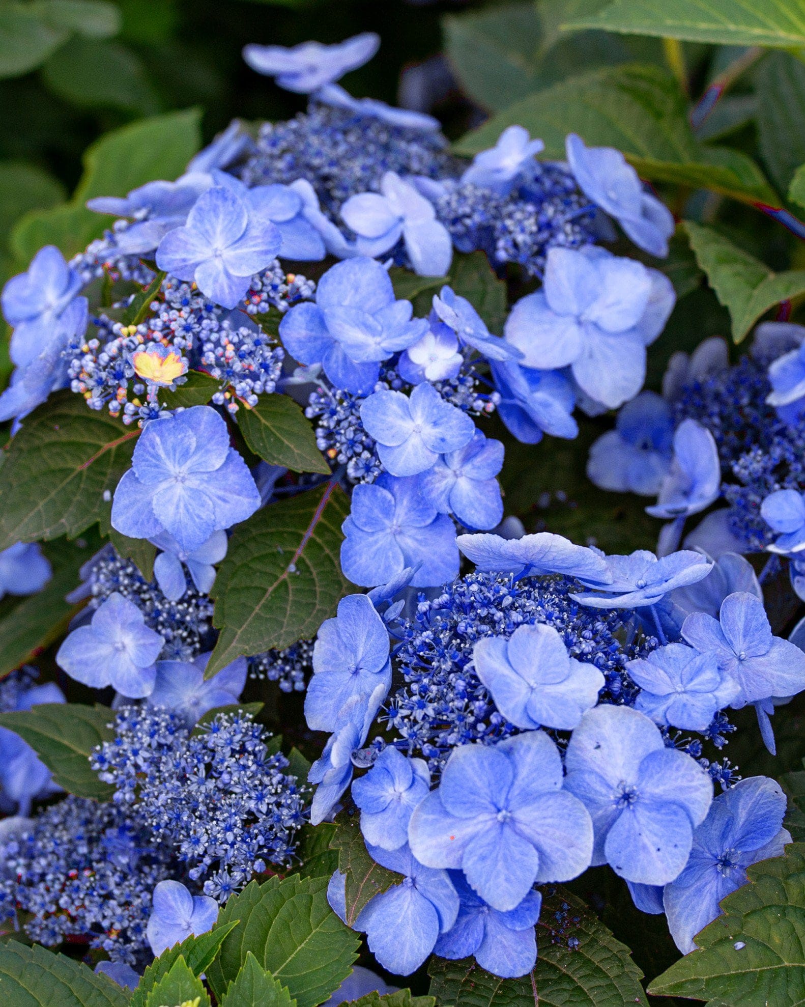 Hydrangea Pop Star - view 2