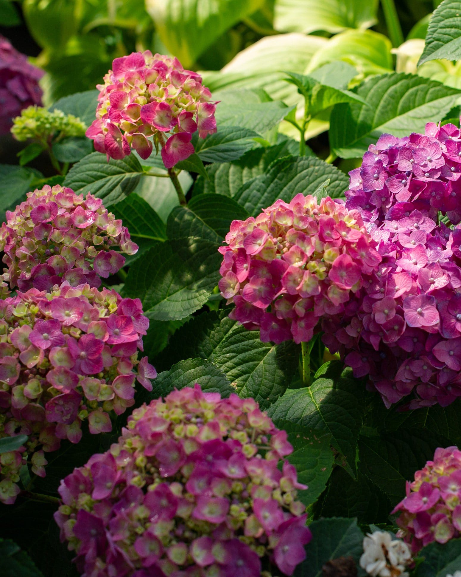 Hydrangea Summer Crush