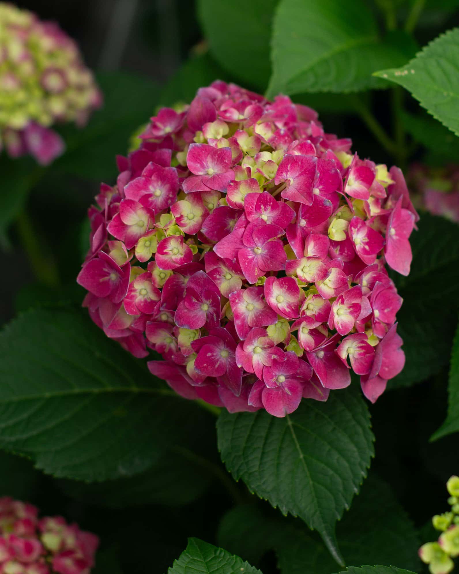 Hydrangea Summer Crush - Image 1