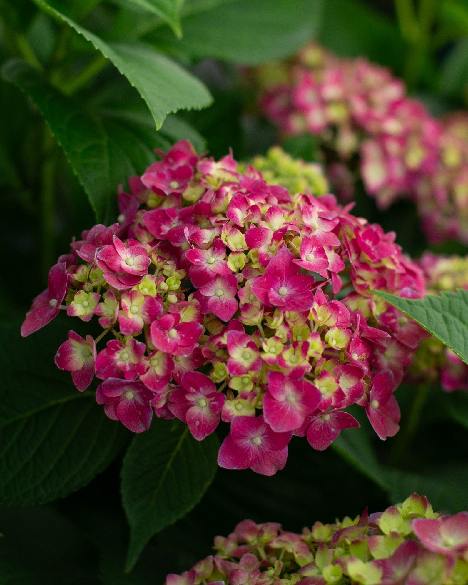 Hydrangea Summer Crush - view 2