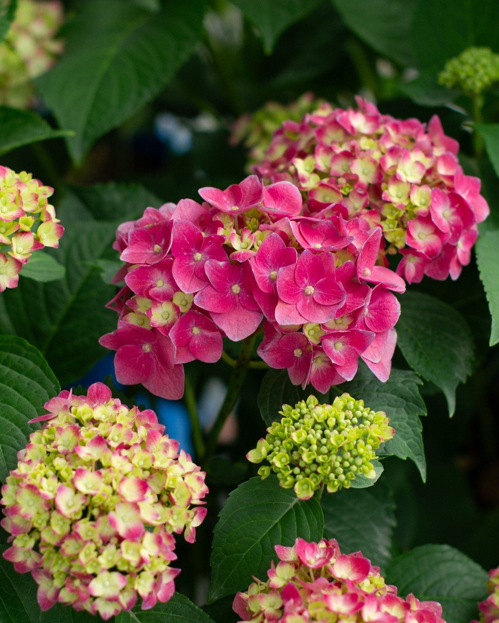 Hydrangea Summer Crush - view 3