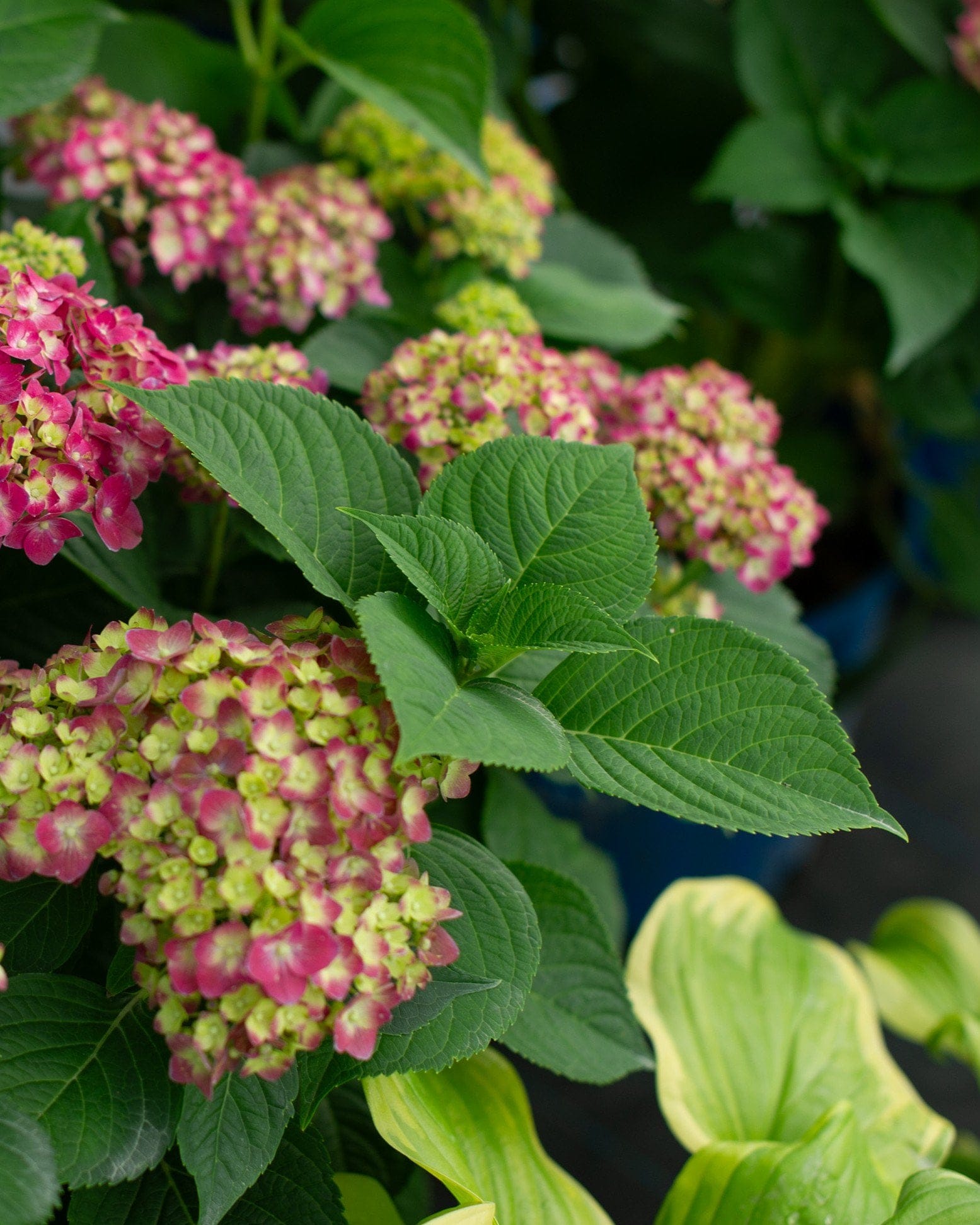 Hydrangea Summer Crush - view 4