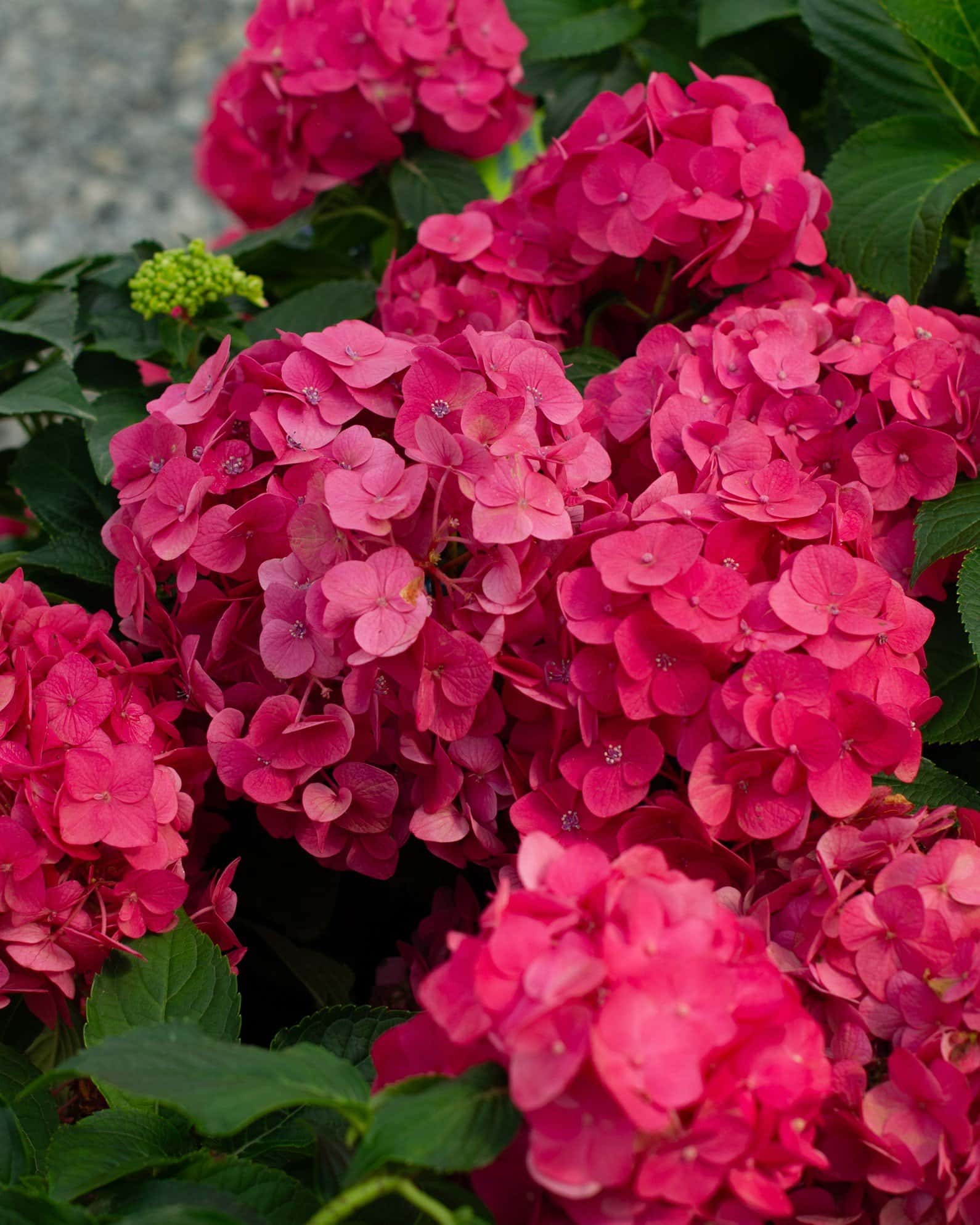 Hydrangea Summer Crush - Image 5