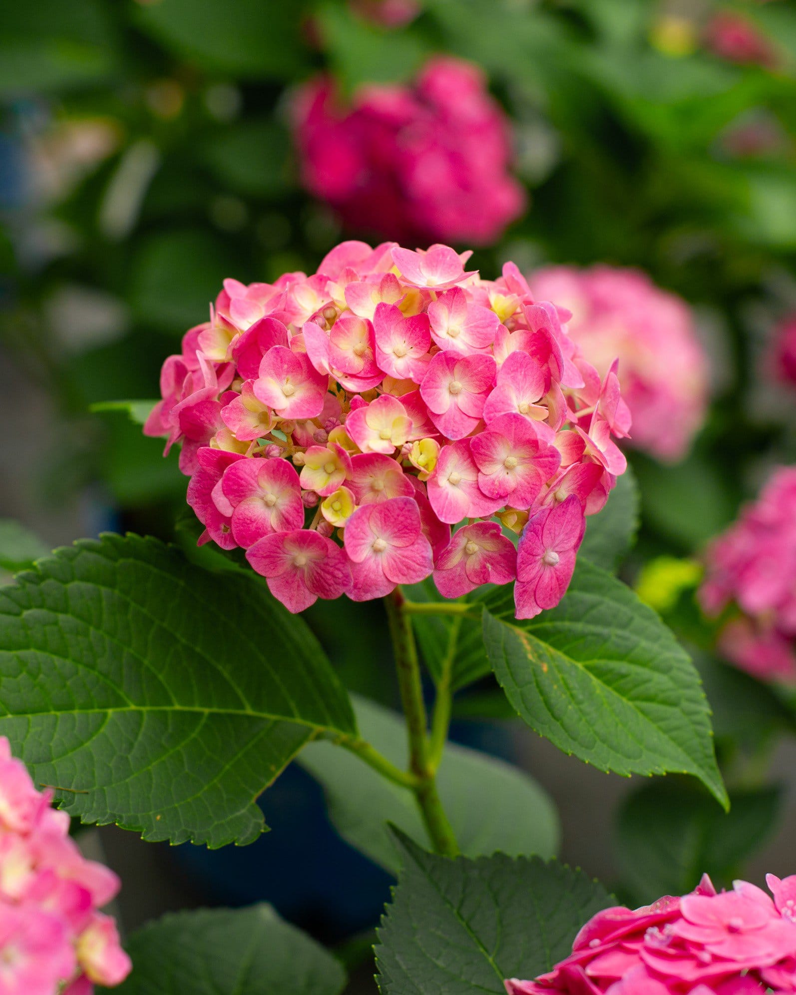 Hydrangea Summer Crush - view 5