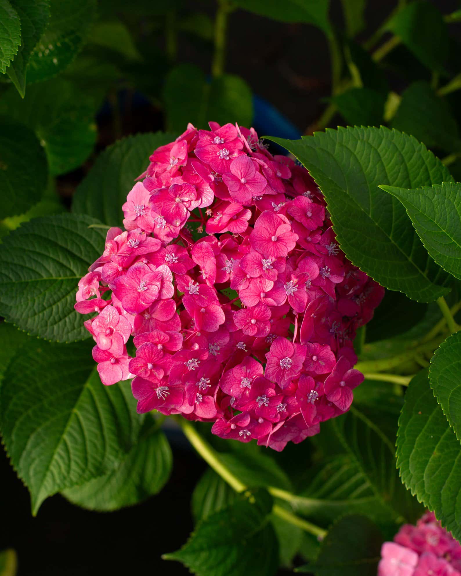 Hydrangea Summer Crush - Image 7
