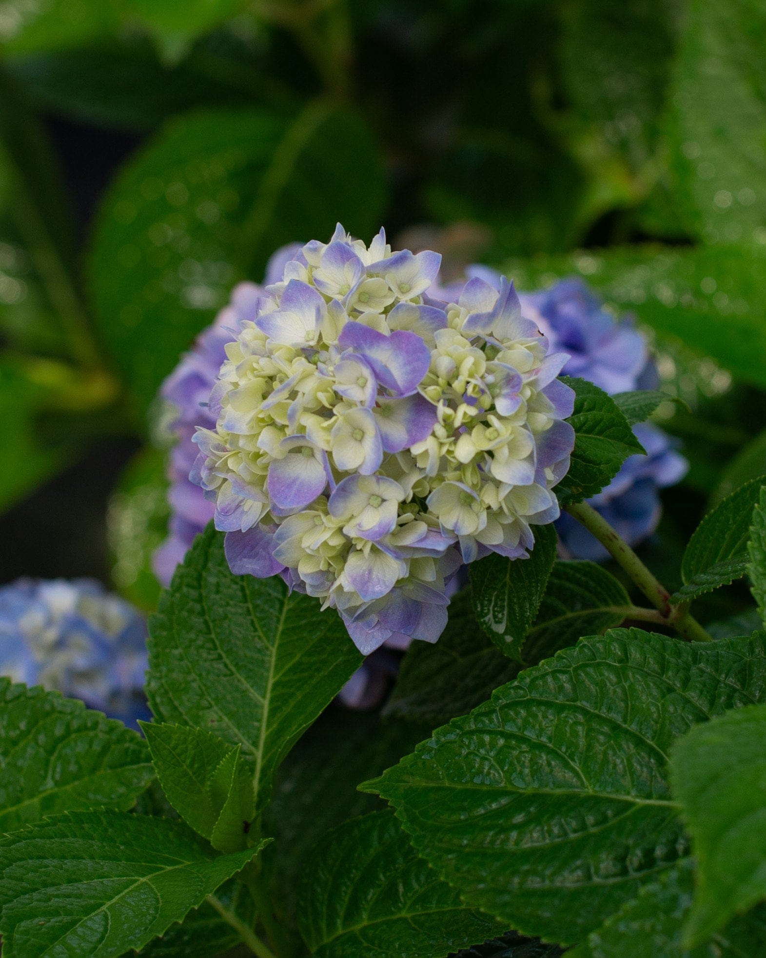 Hydrangea The Original - view 2