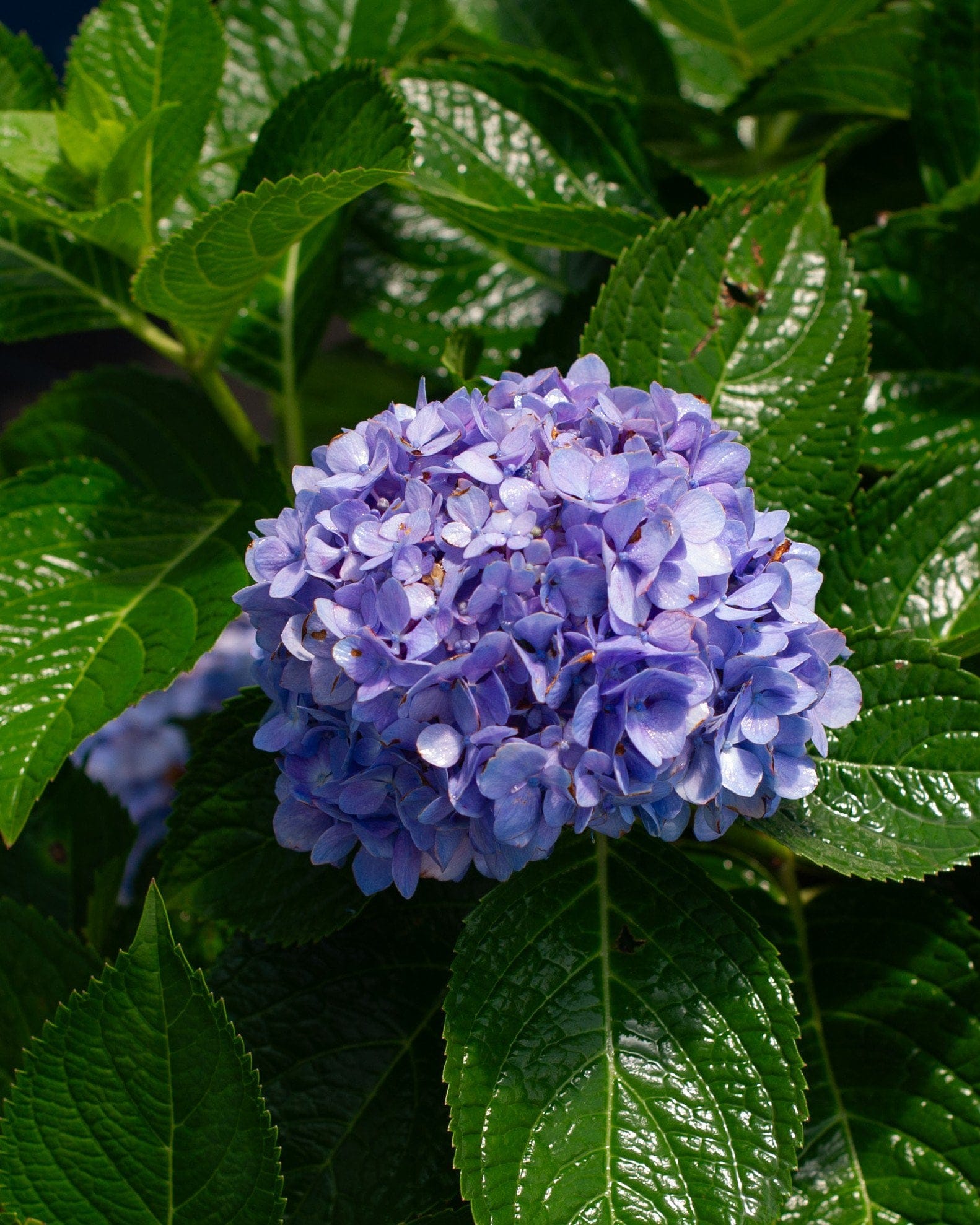Hydrangea The Original - view 3