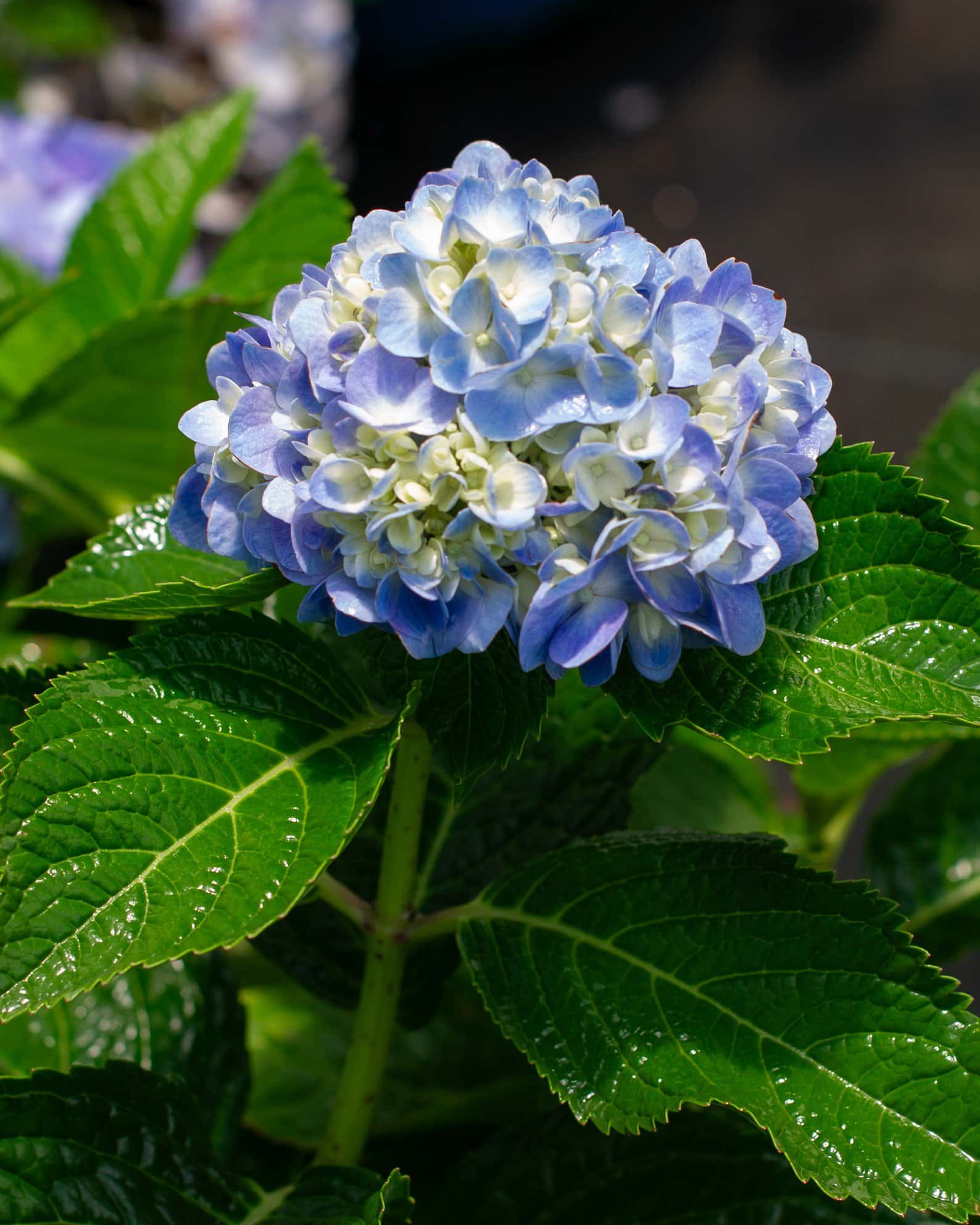 Hydrangea The Original - Image 3