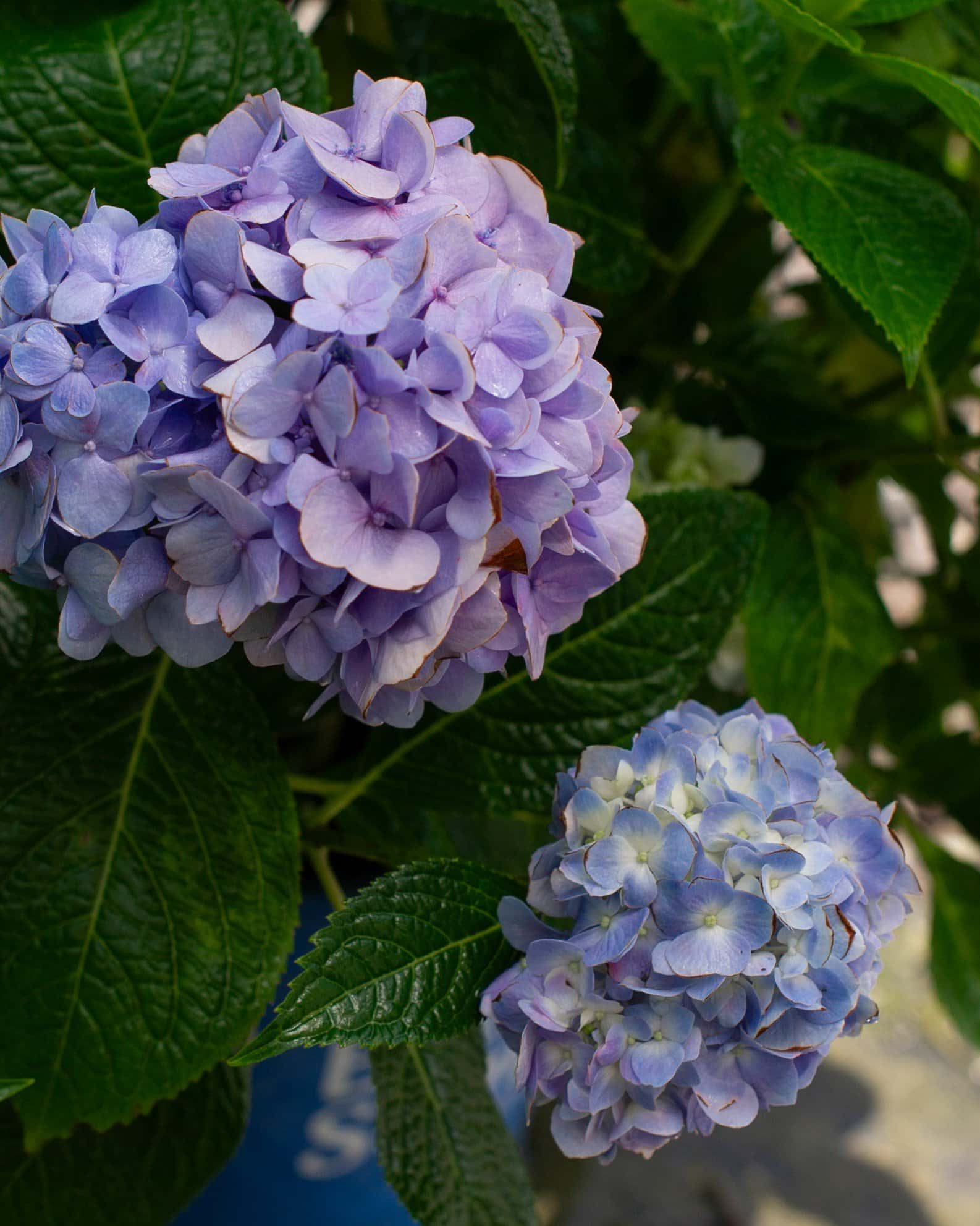 Hydrangea The Original - Image 4